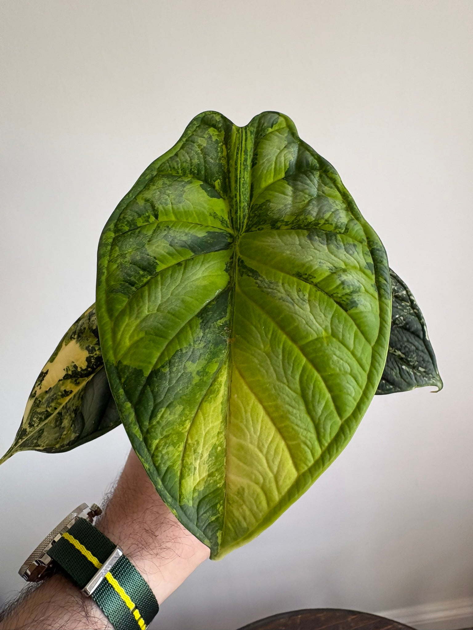 Alocasia Dragon Scale Aurea — Medium