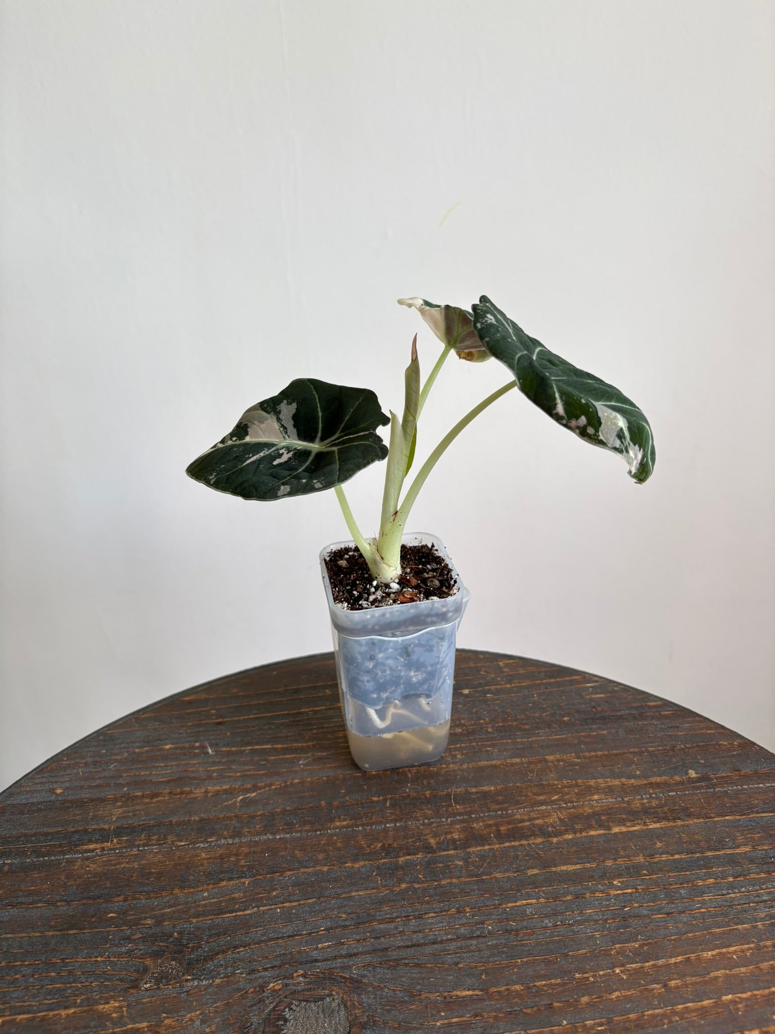 Alocasia Black Velvet Pink — Medium