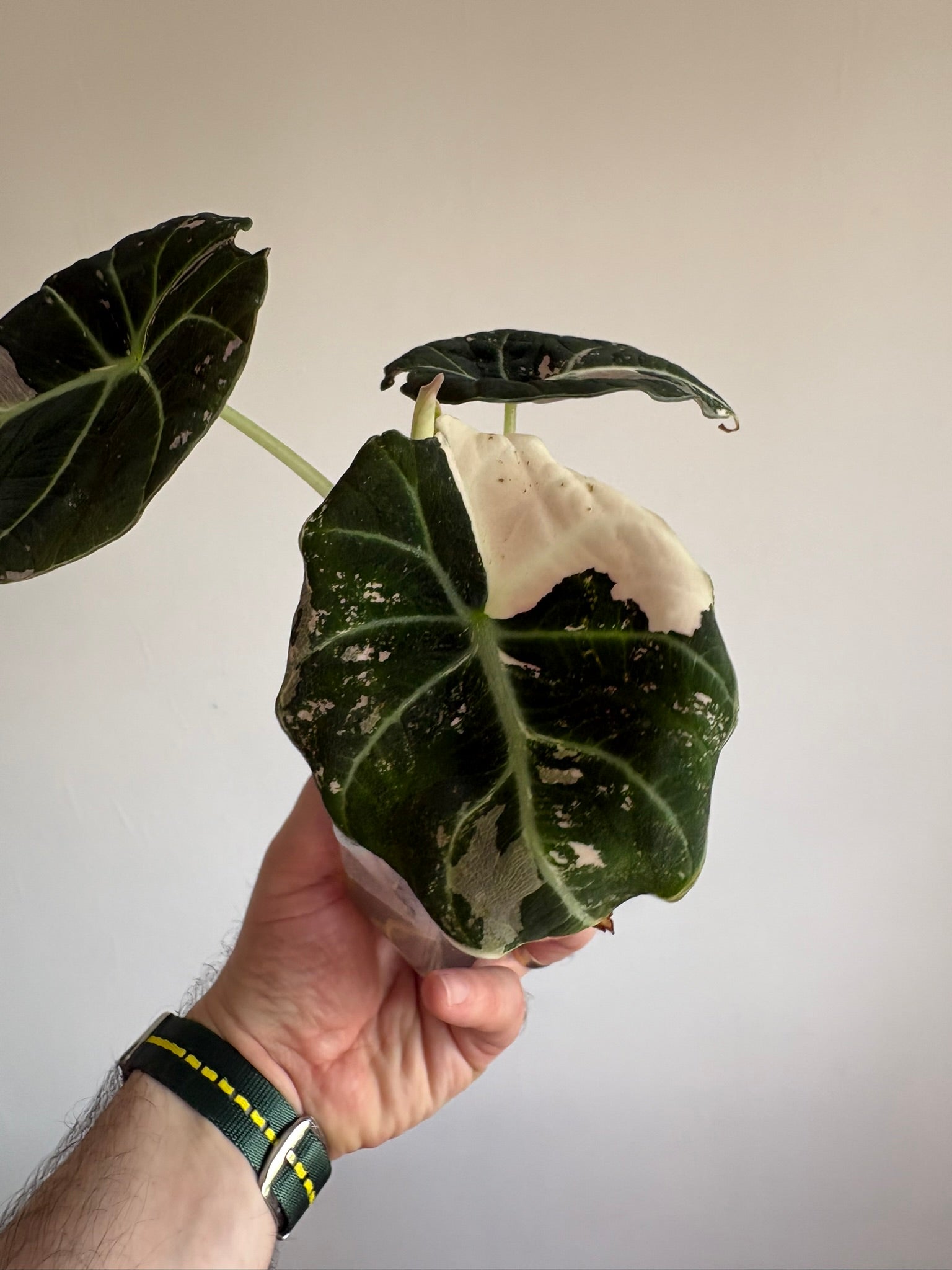 Alocasia Black Velvet Pink — Medium
