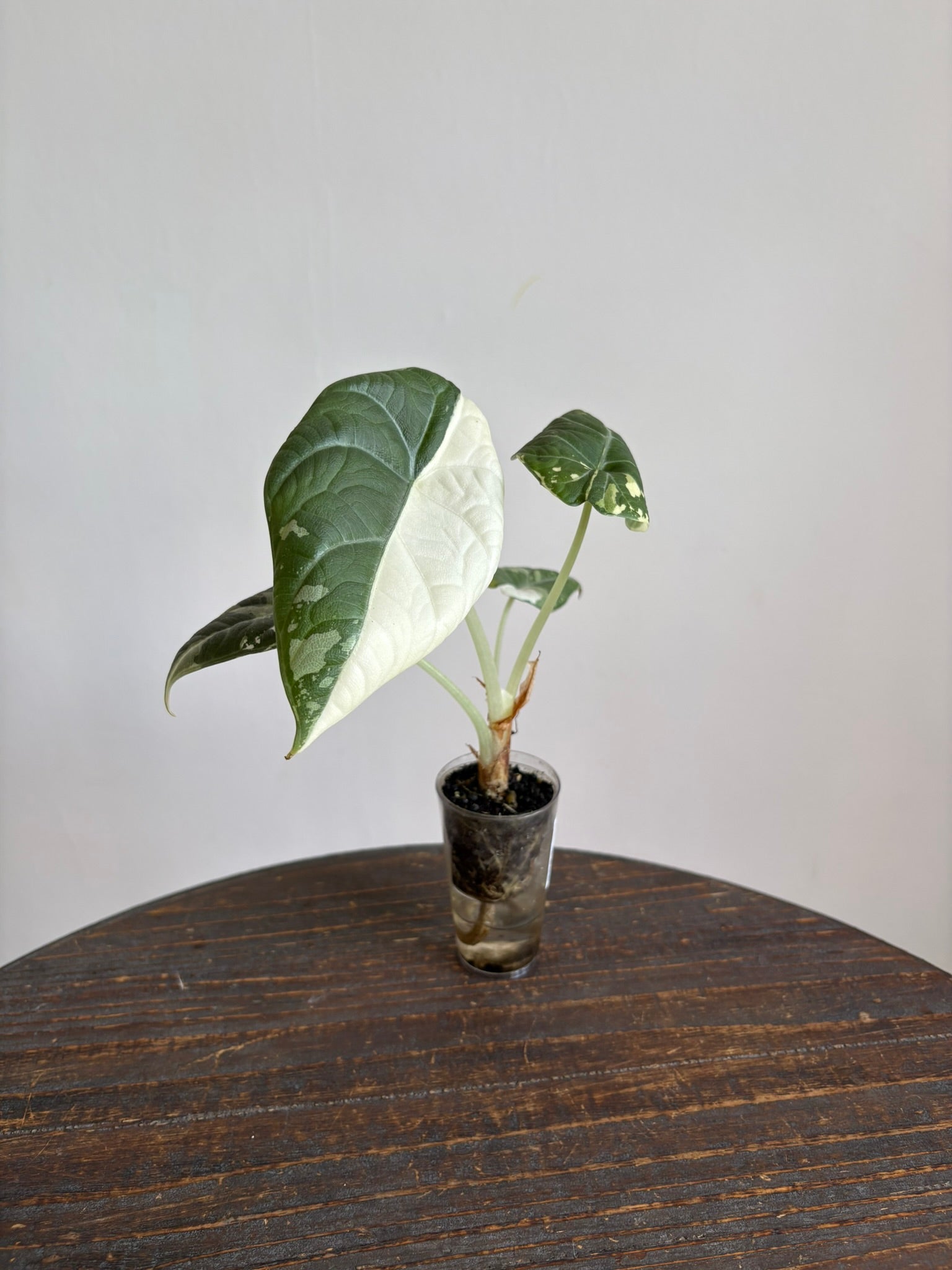 Alocasia 'Maharani Albo Variegated'