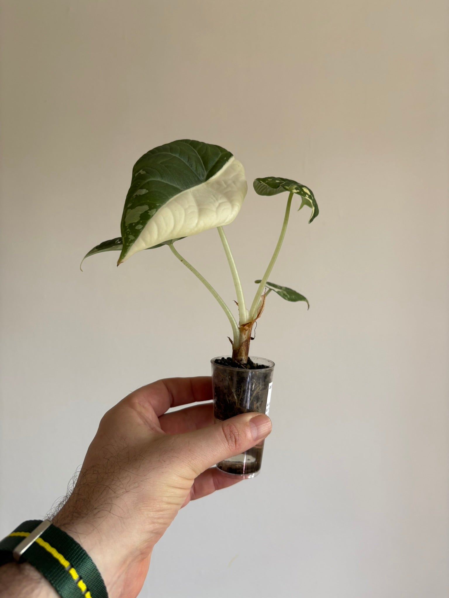 Alocasia 'Maharani Albo Variegated'