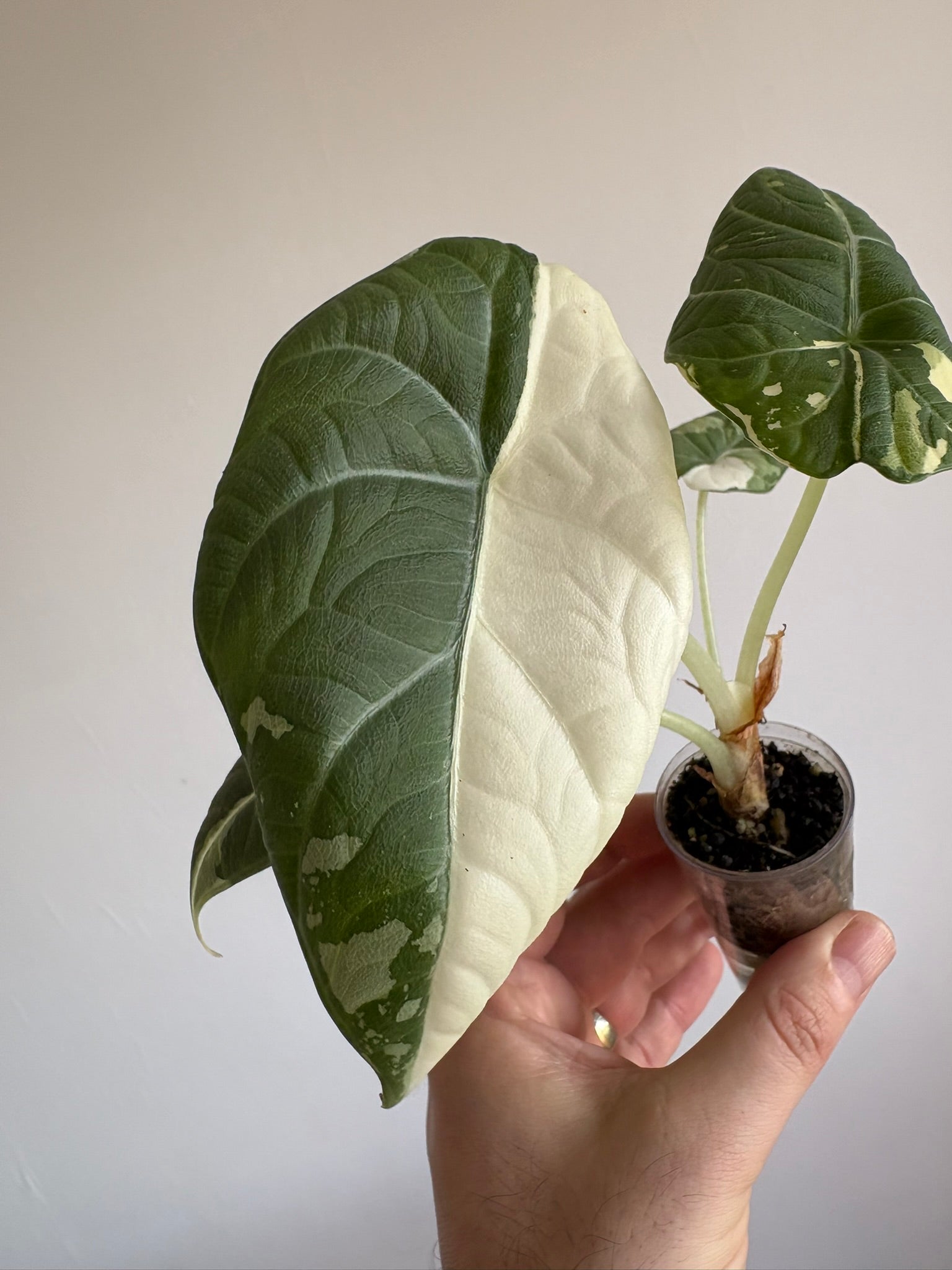 Alocasia 'Maharani Albo Variegated'