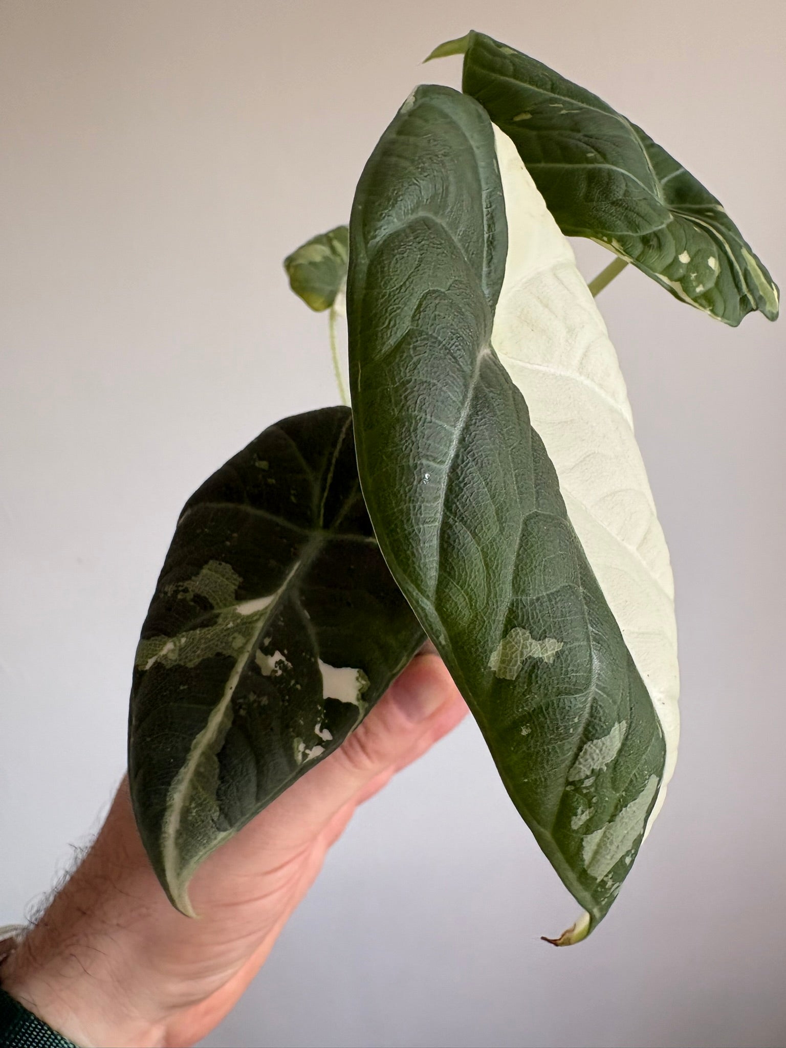 Alocasia 'Maharani Albo Variegated'