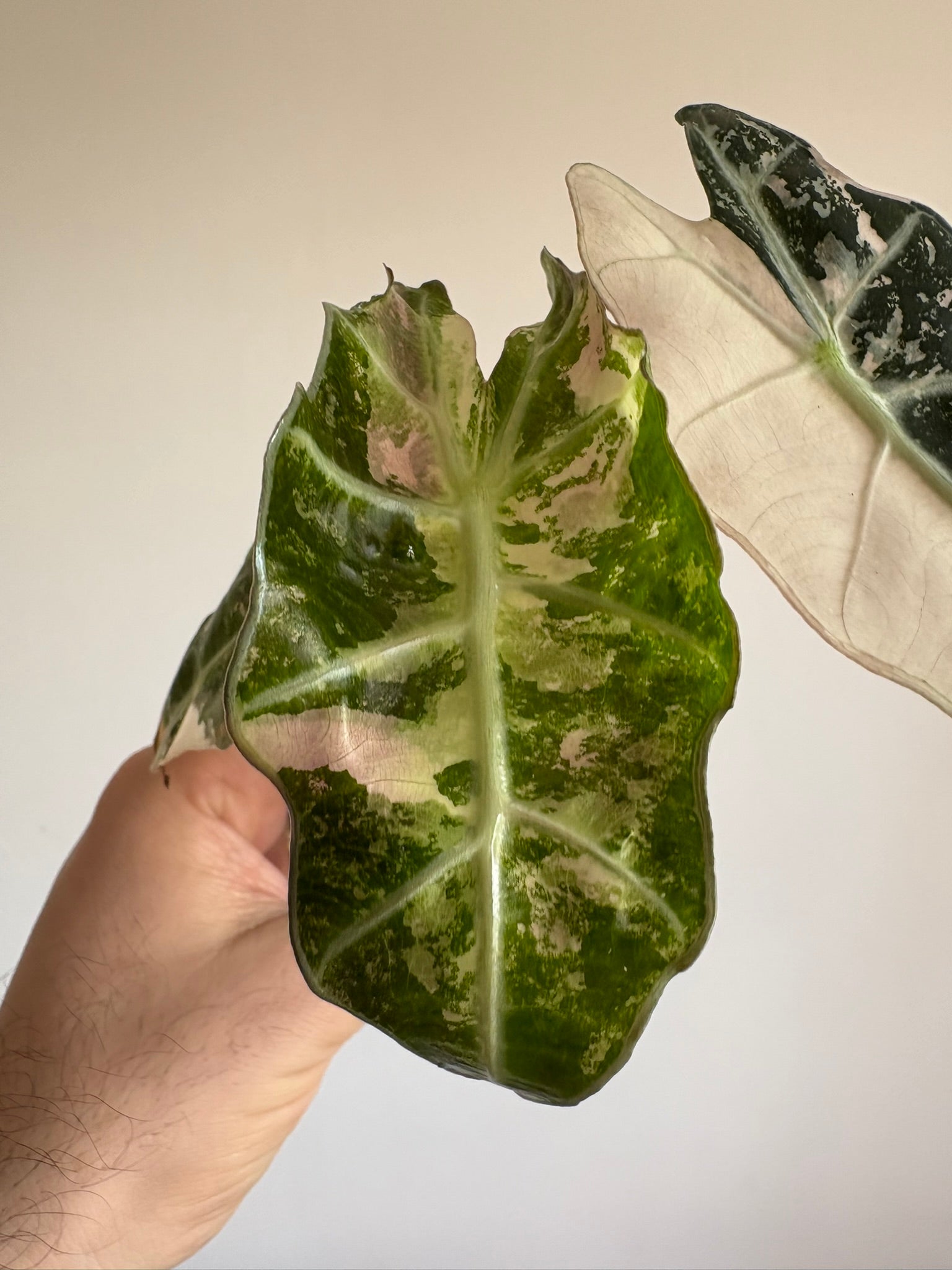 Alocasia Amazonica 'Polly Pink Variegated'
