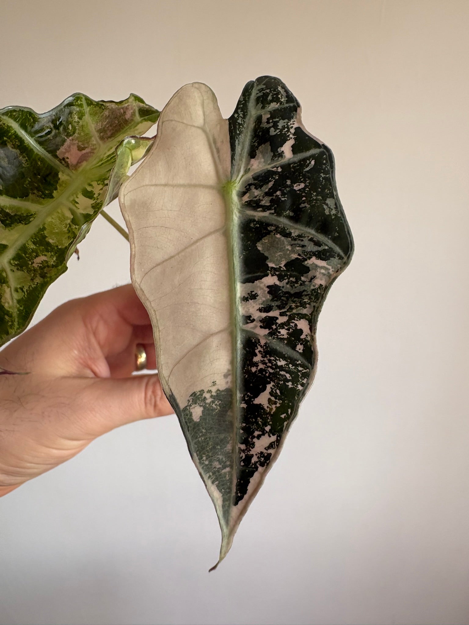 Alocasia Amazonica 'Polly Pink Variegated'