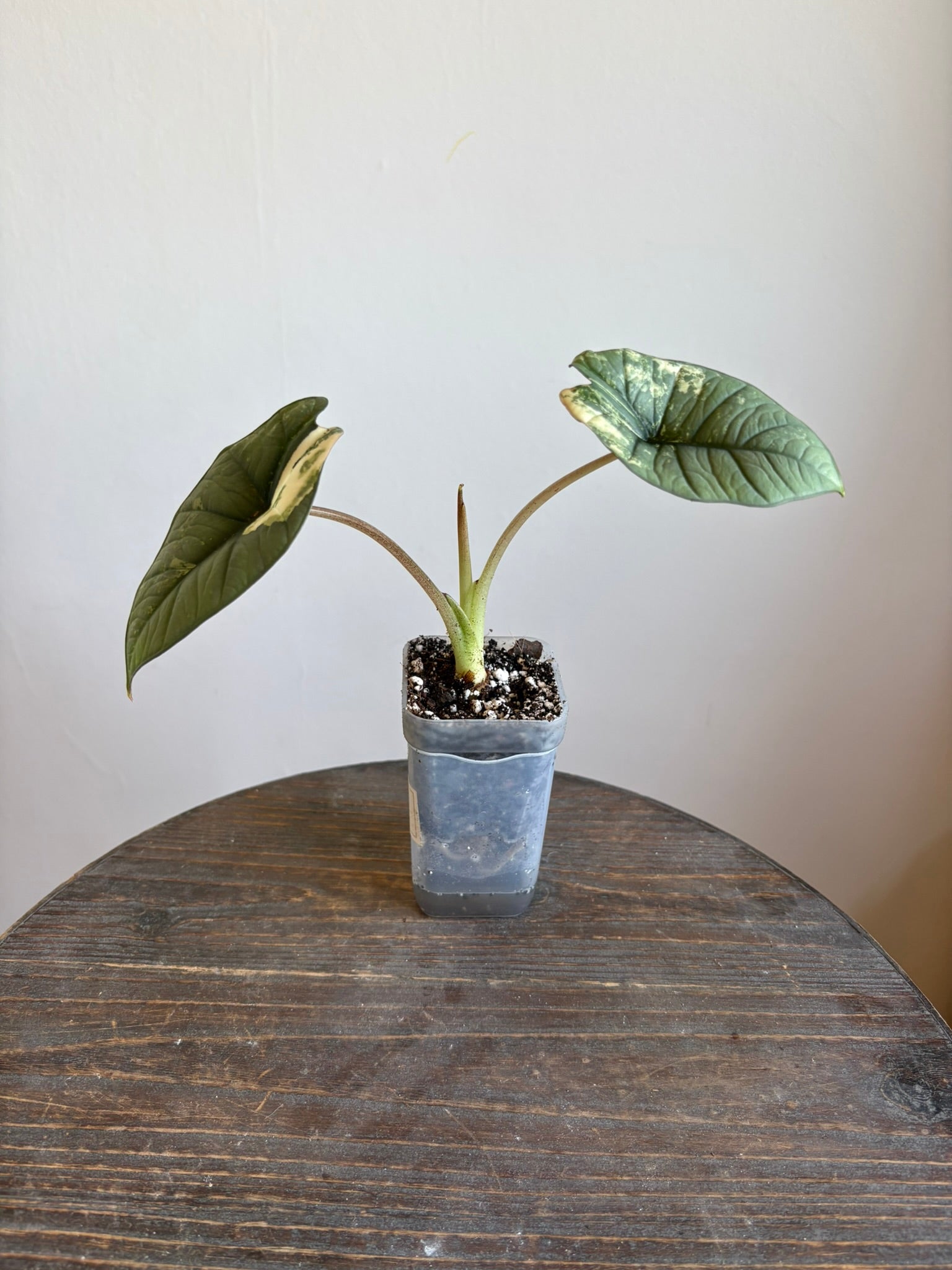 Alocasia Platinum Aurea Variegata