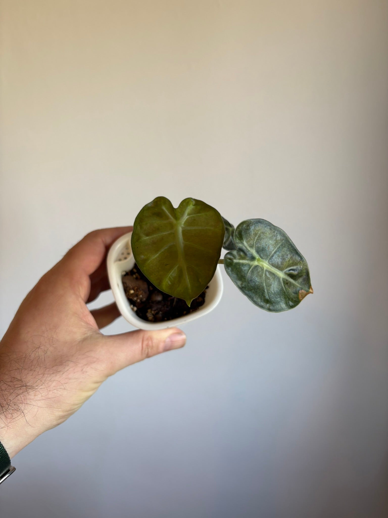 Alocasia Balloon Heart Mint Pink