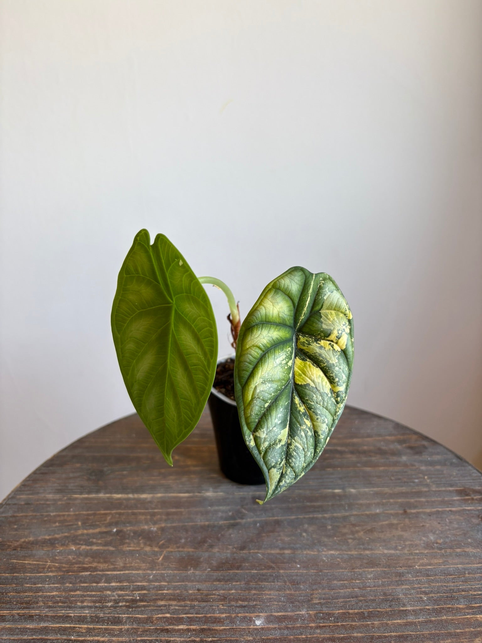 Alocasia 'Dragon Scale Aurea'