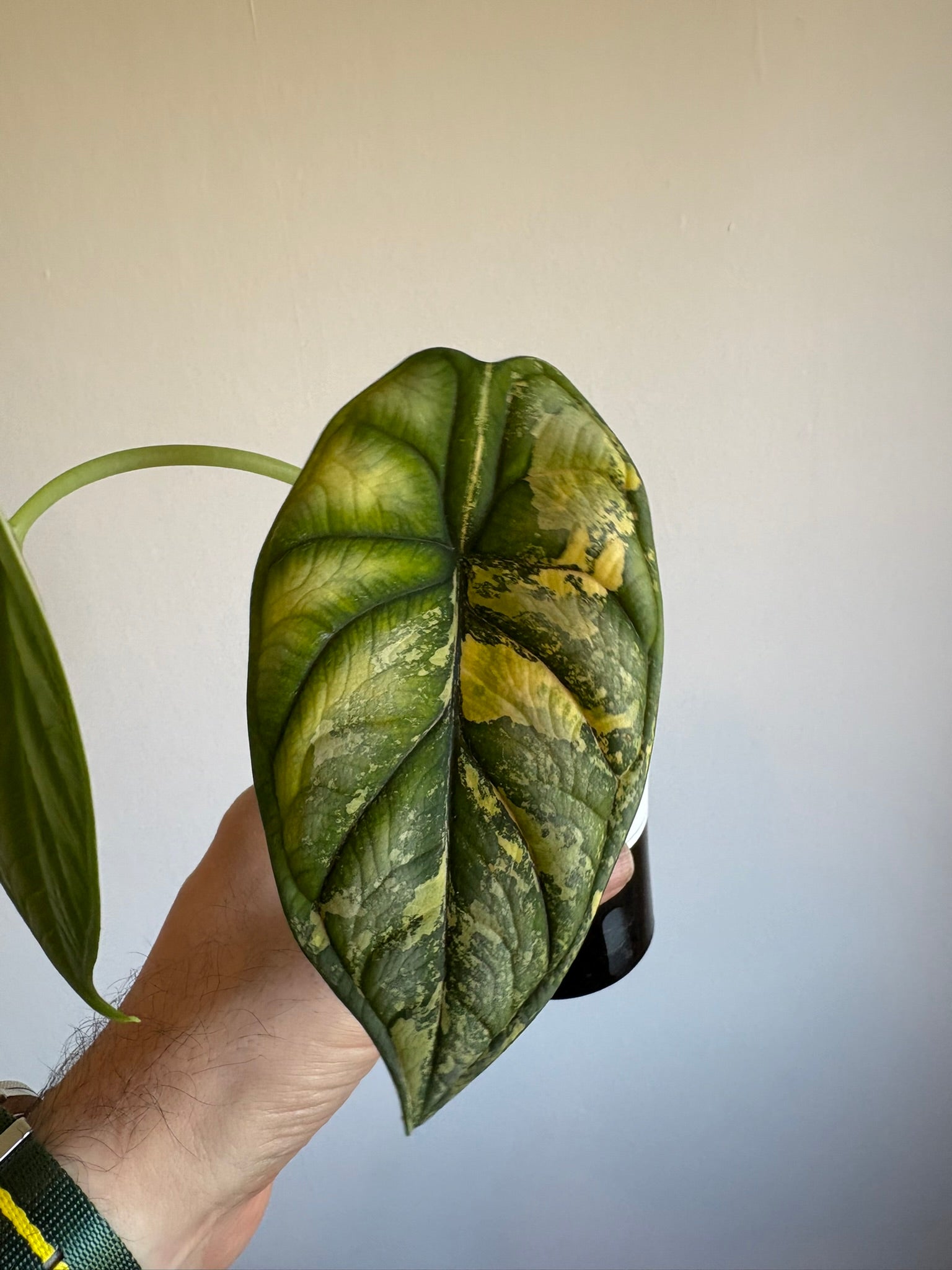 Alocasia 'Dragon Scale Aurea'