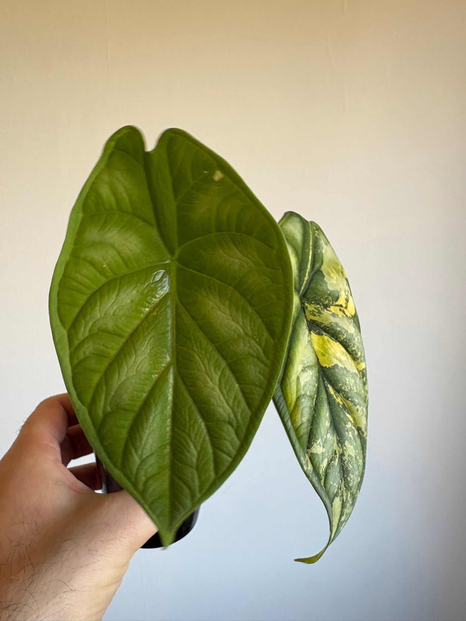 Alocasia 'Dragon Scale Aurea'
