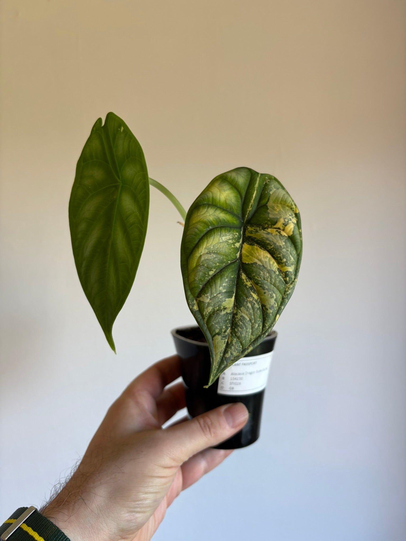 Alocasia 'Dragon Scale Aurea'