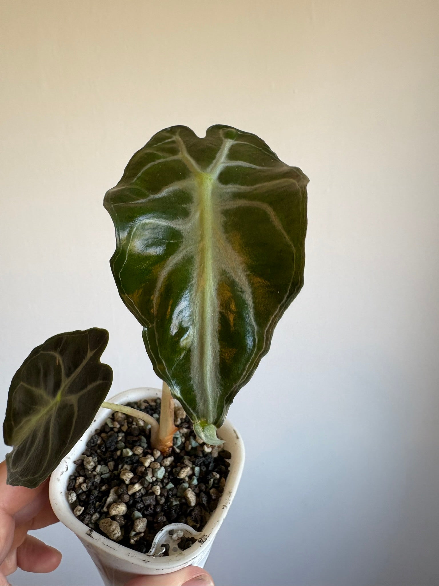 Alocasia ‘Venom’