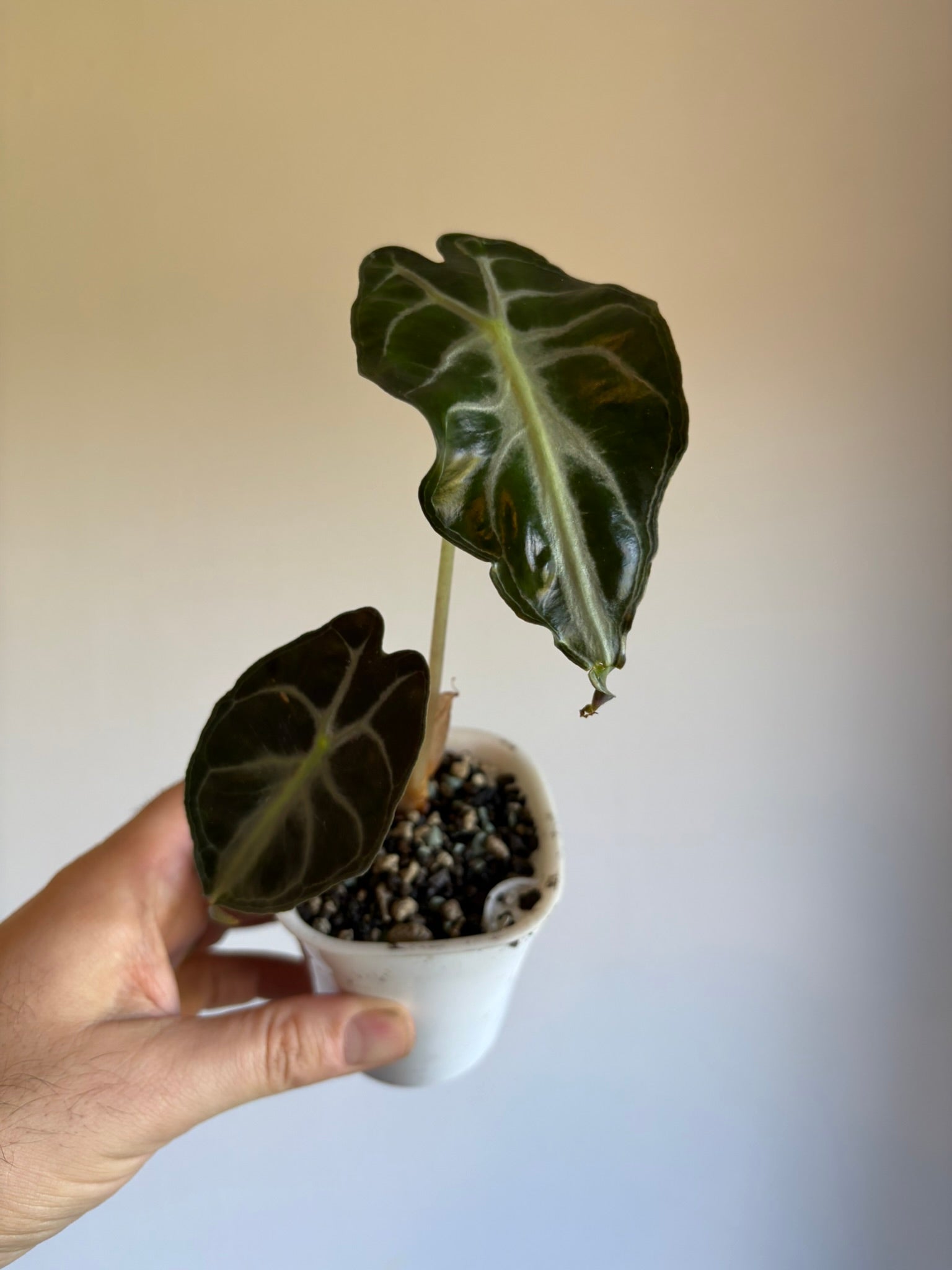 Alocasia ‘Venom’