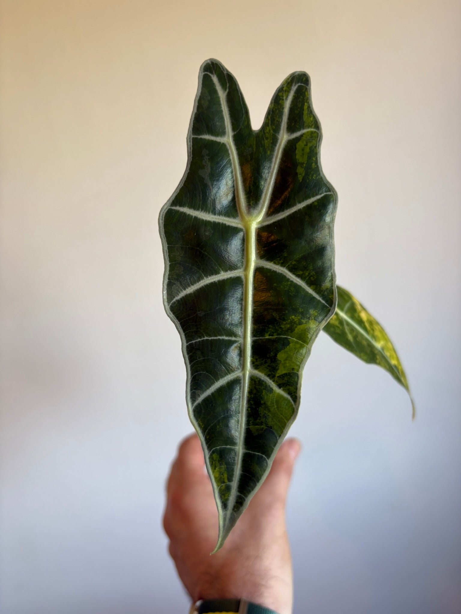 Alocasia Amazonica Aurea