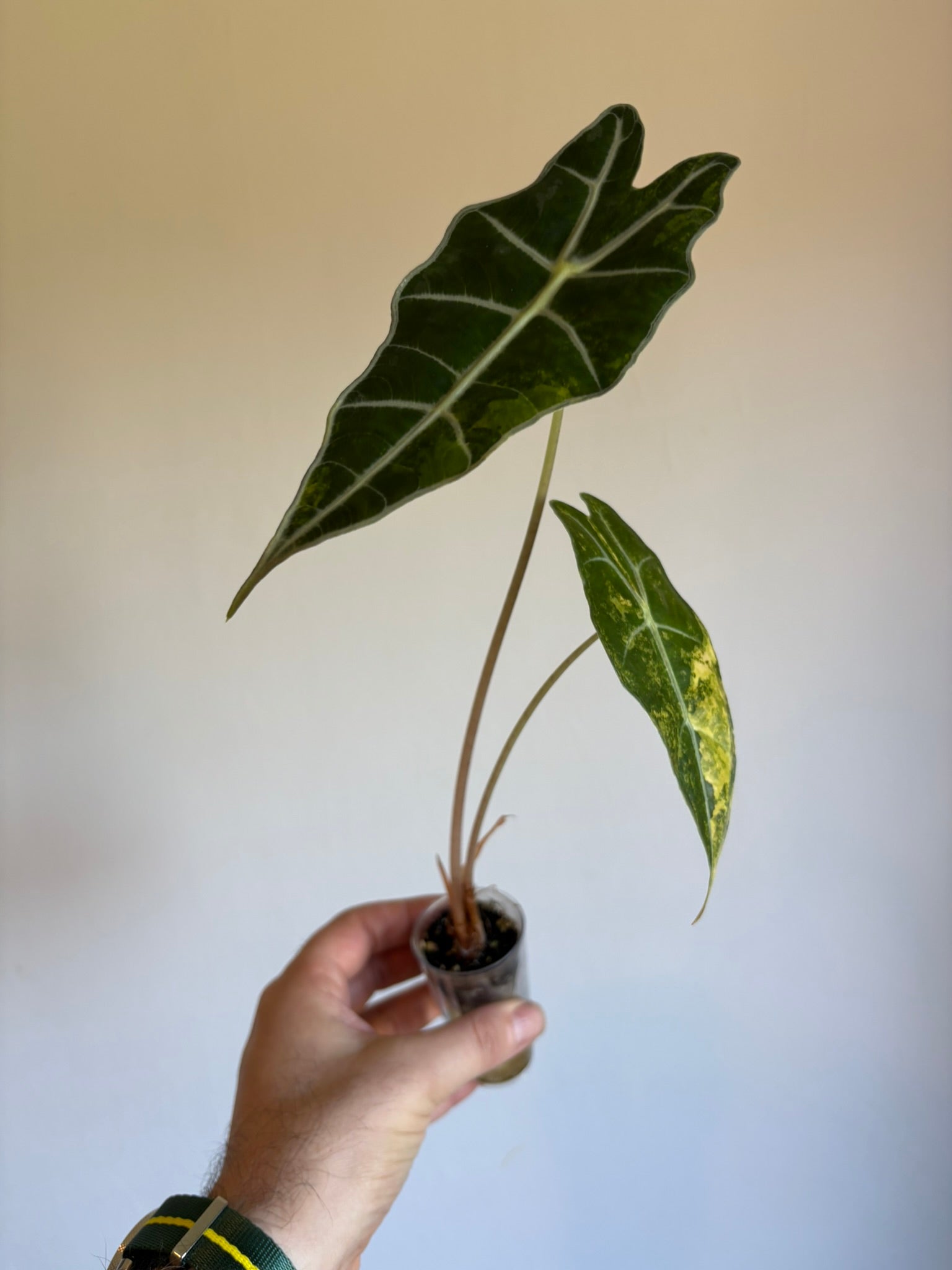 Alocasia Amazonica Aurea