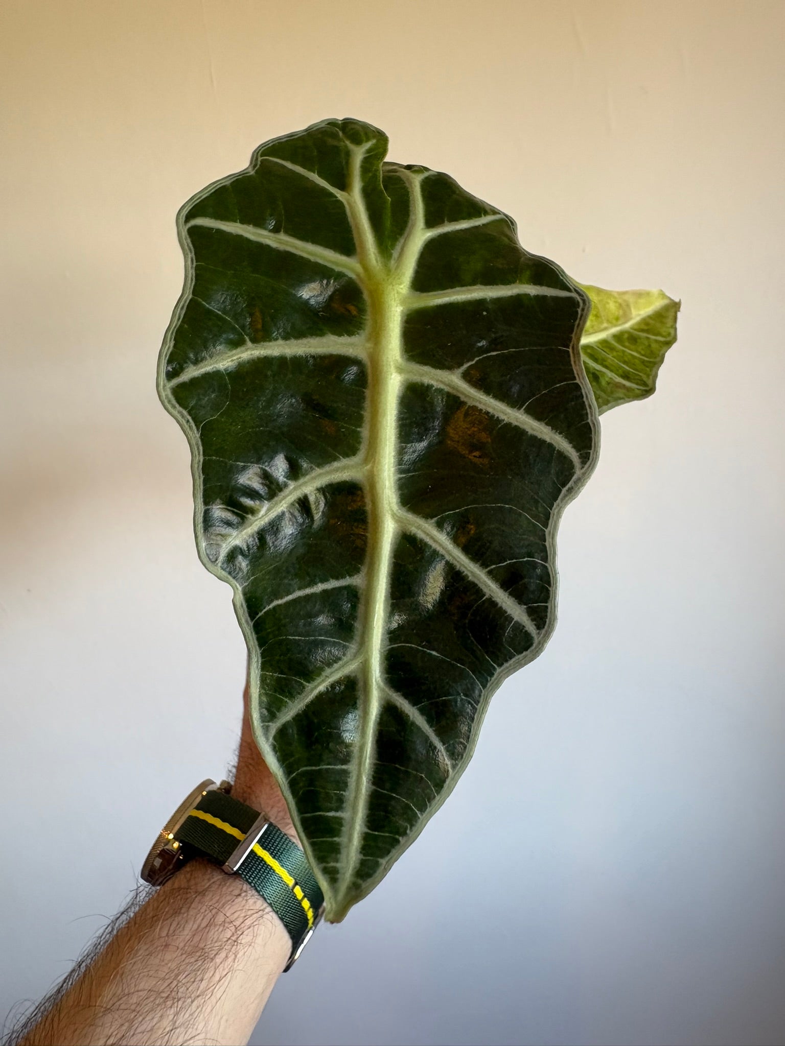 Alocasia Amazonica 'Polly Variegata'