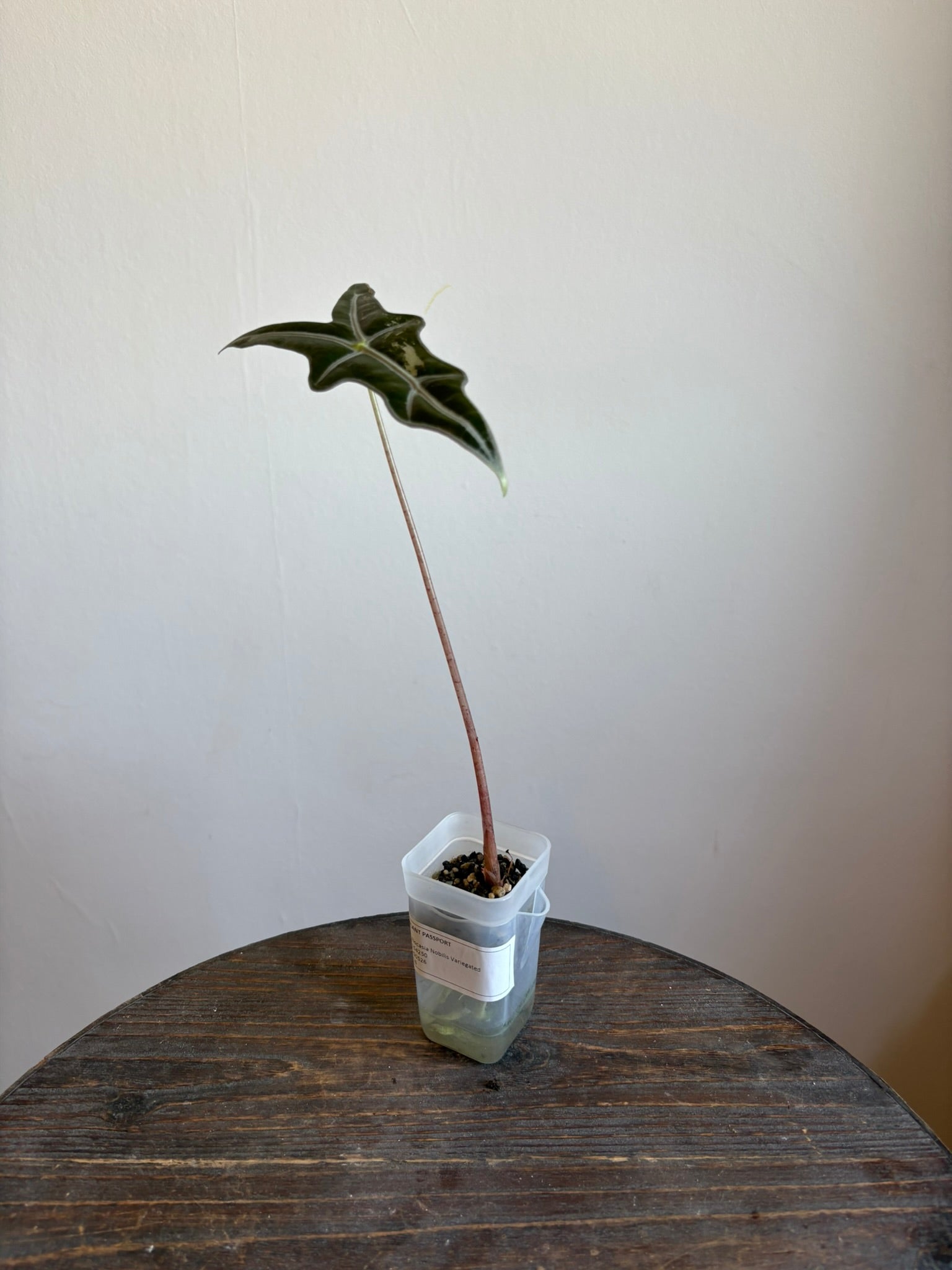 Alocasia Nobilis Variegated