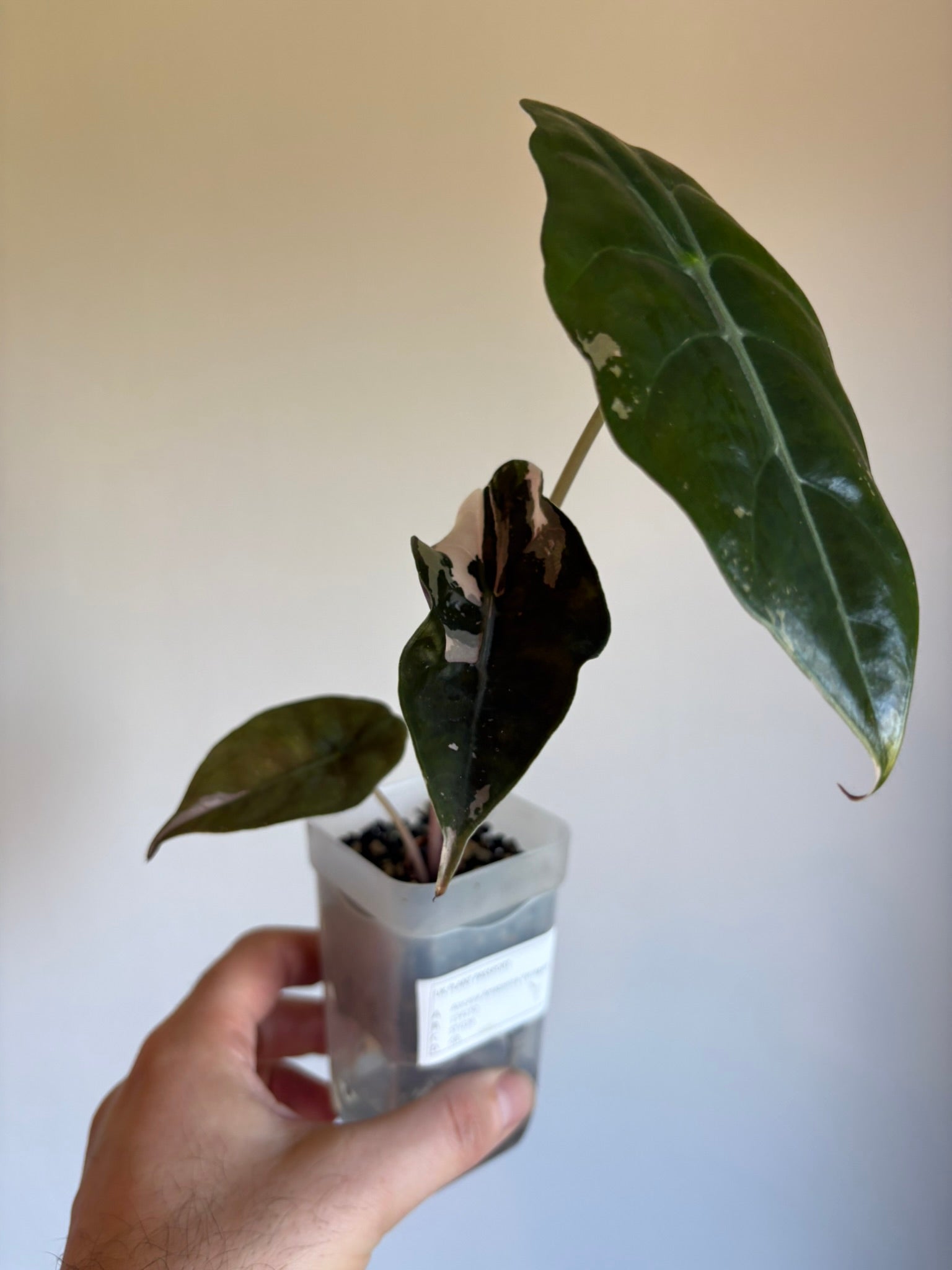 Alocasia Pink Chantrieri
