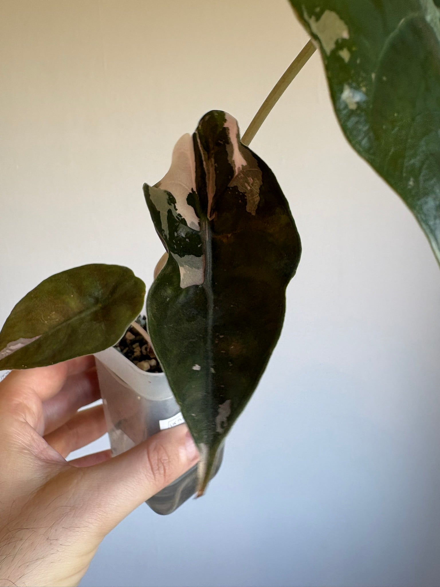 Alocasia Pink Chantrieri