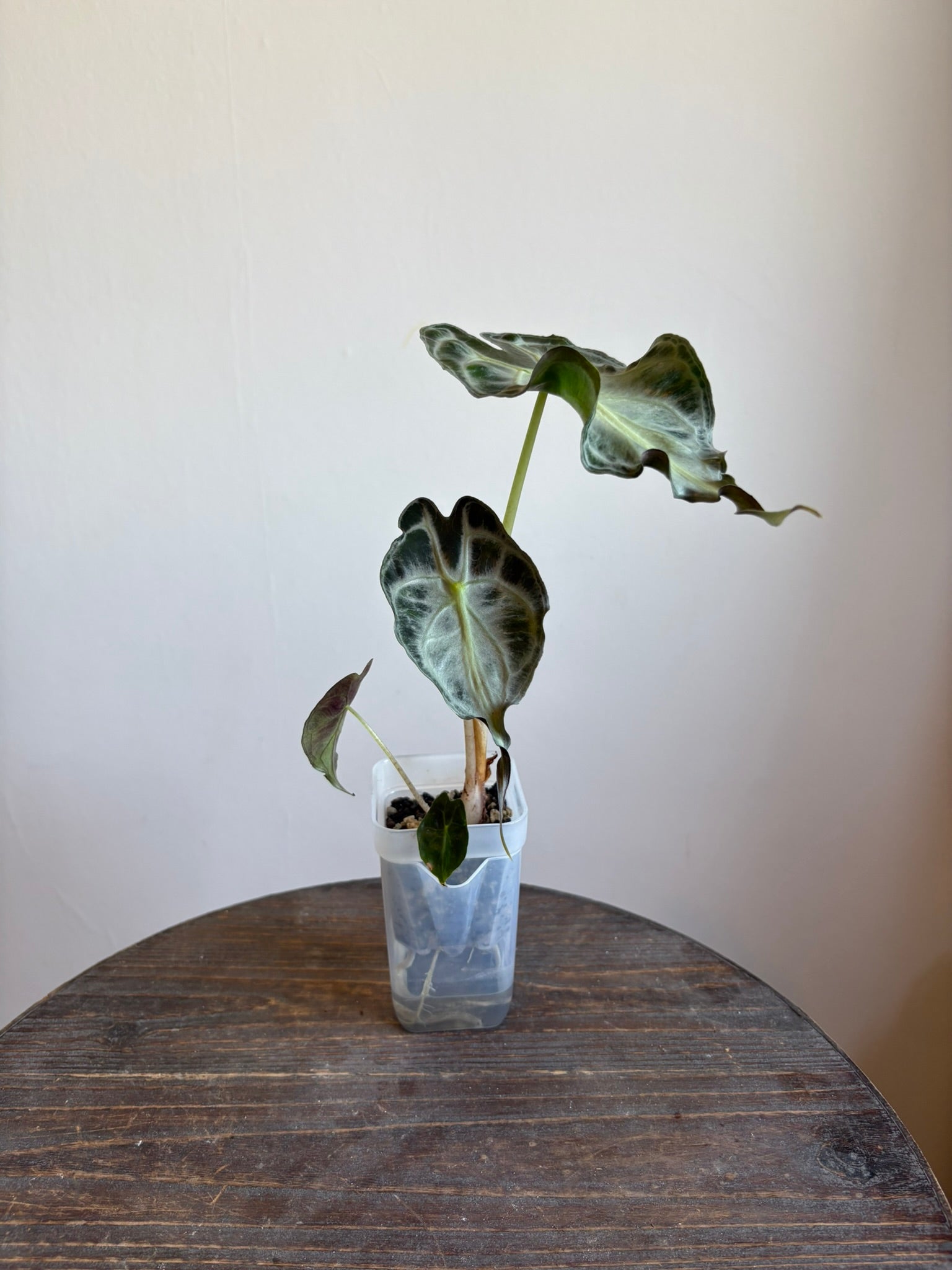 Alocasia Venom