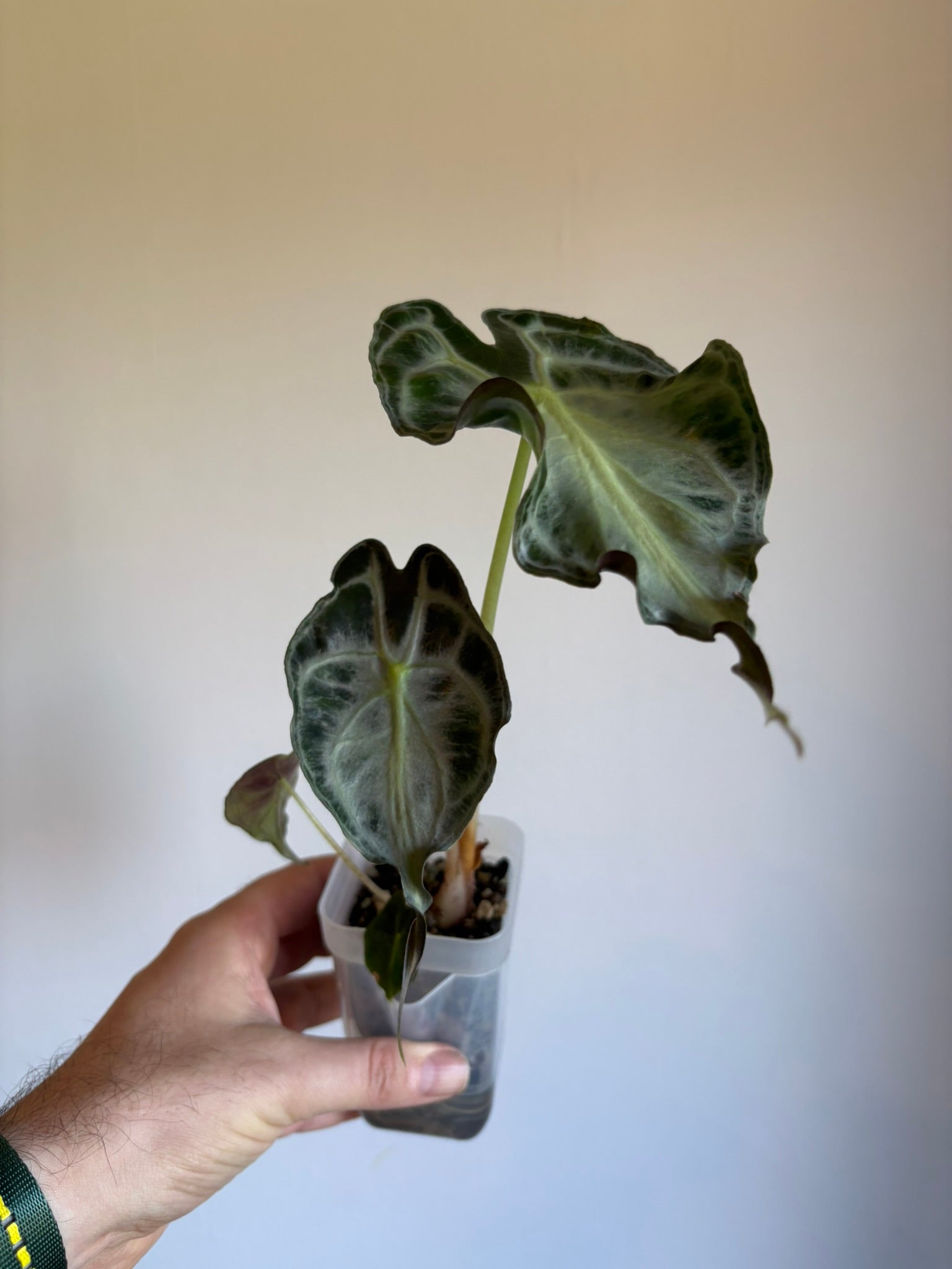 Alocasia Venom