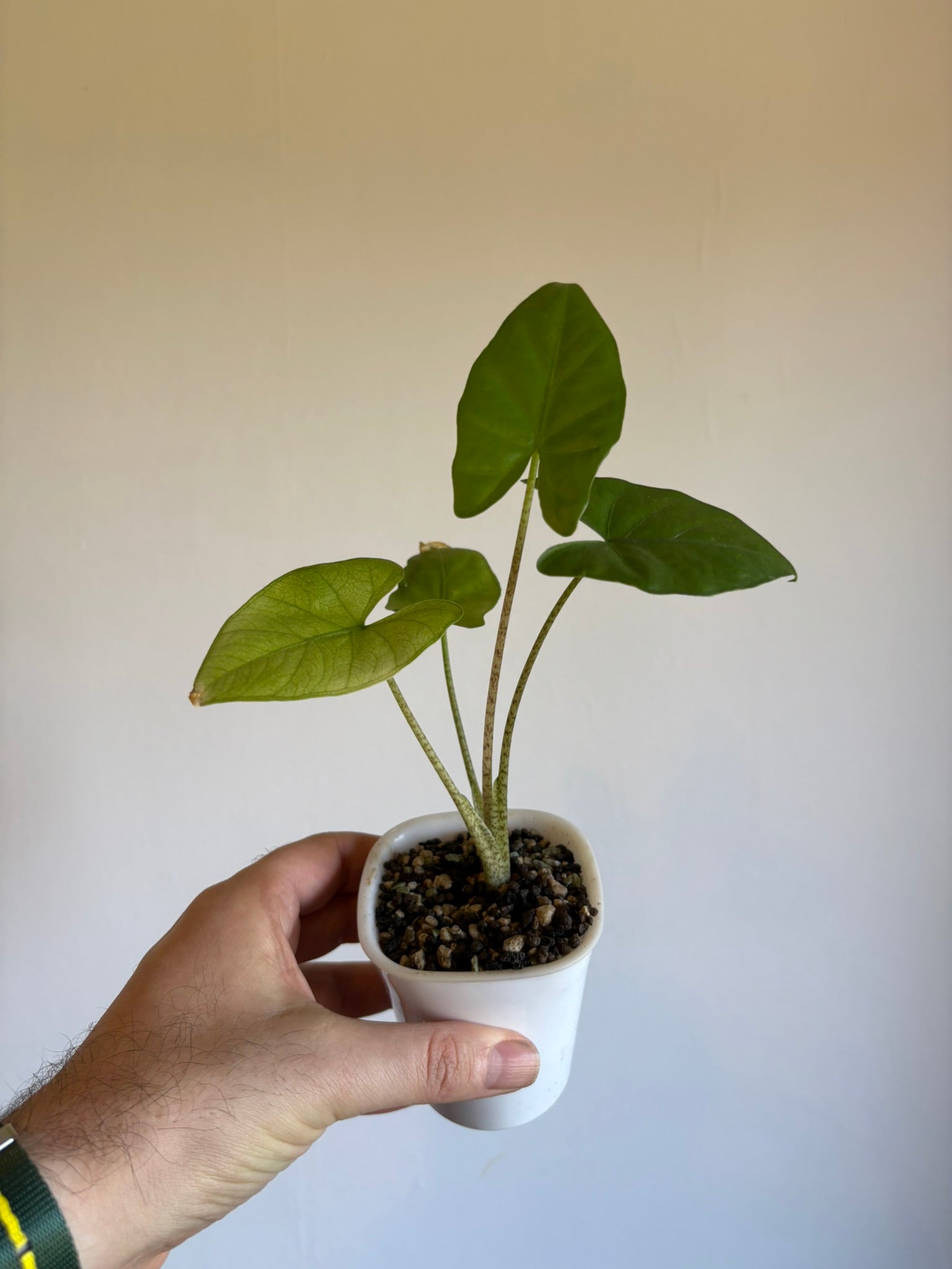 Alocasia Flemingiana