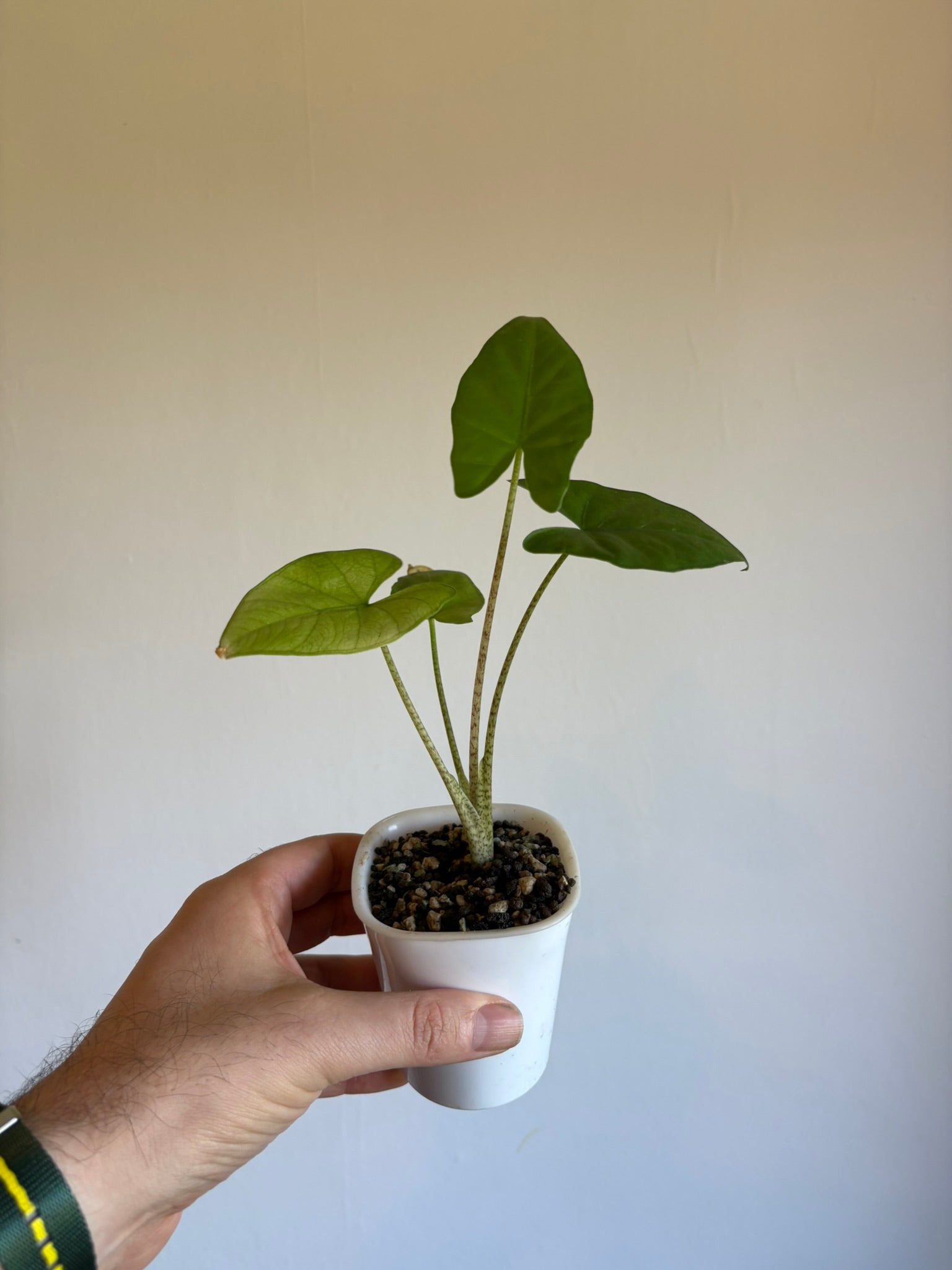 Alocasia Flemingiana