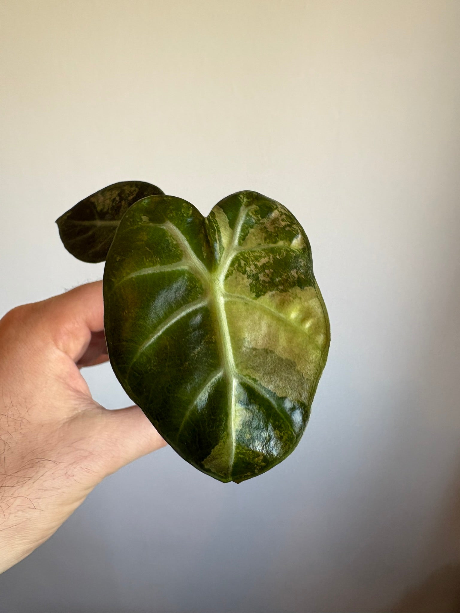 Alocasia Balloon Heart Variegated