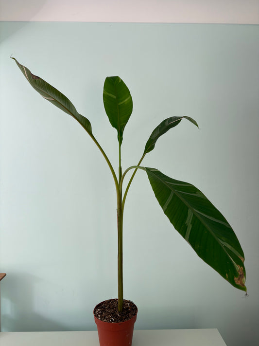 Pink banana plant