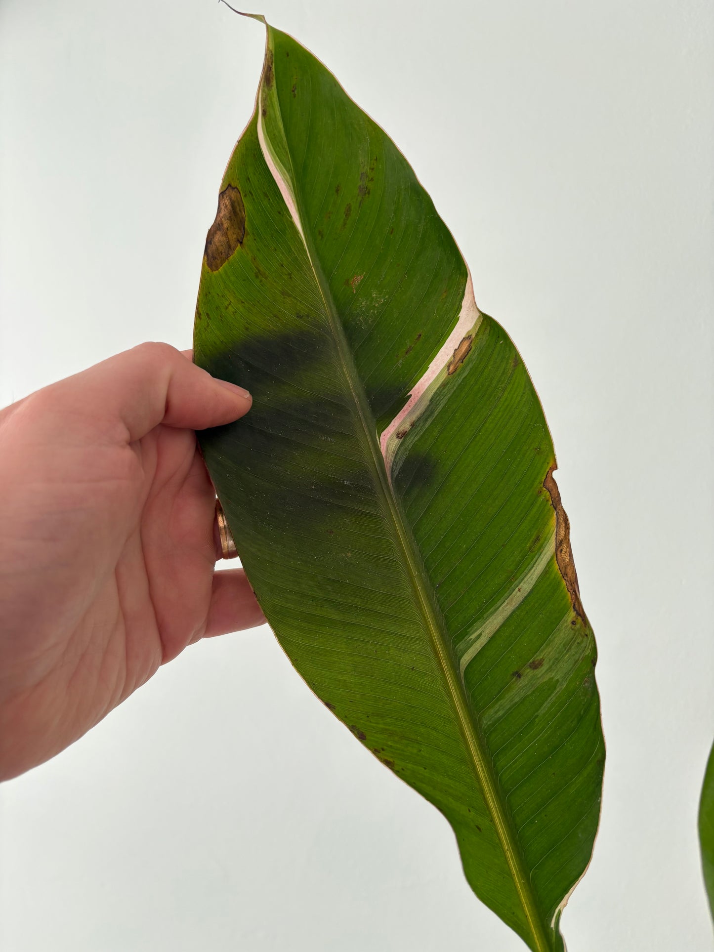 Pink banana plant