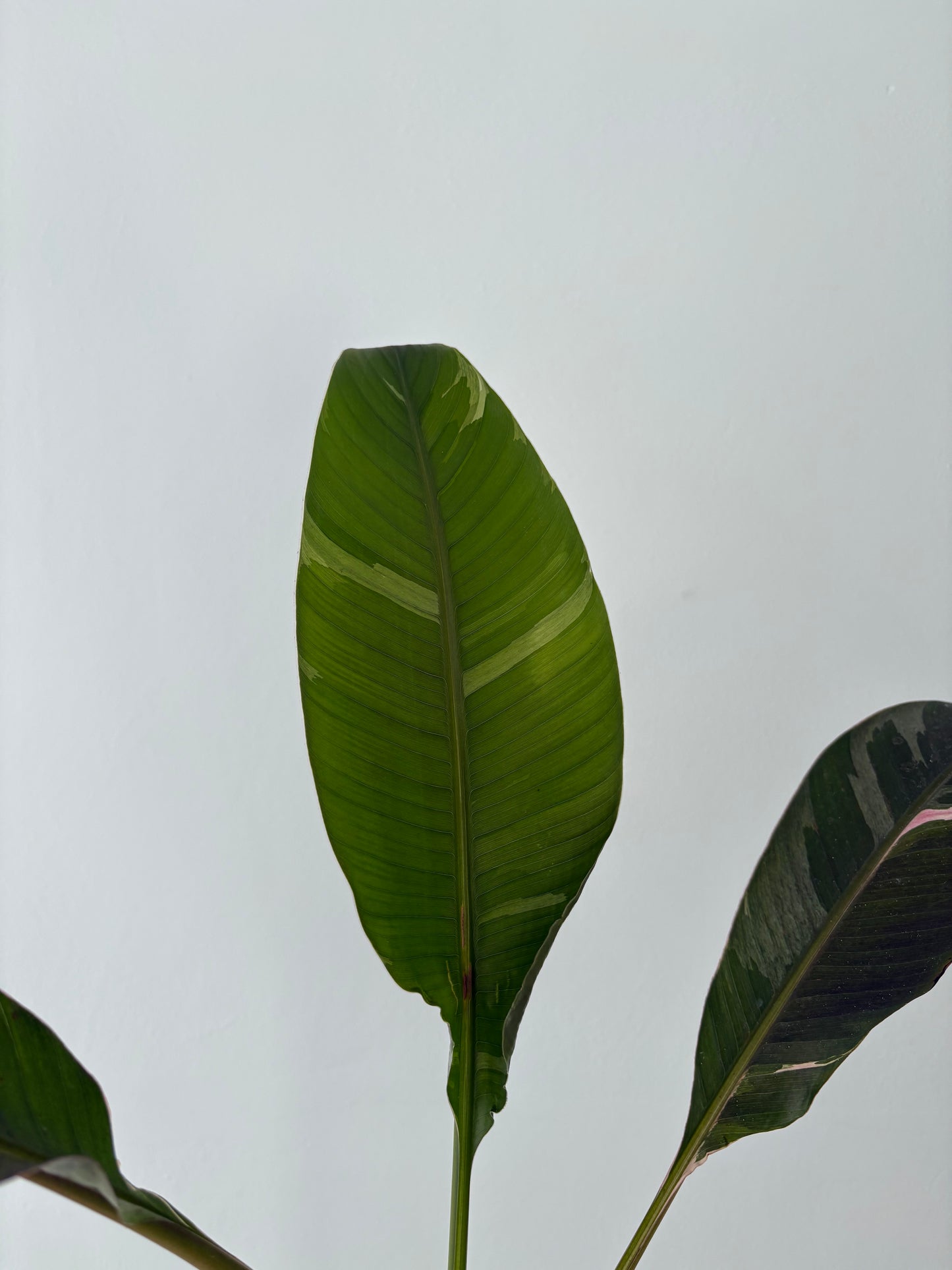 Pink banana plant