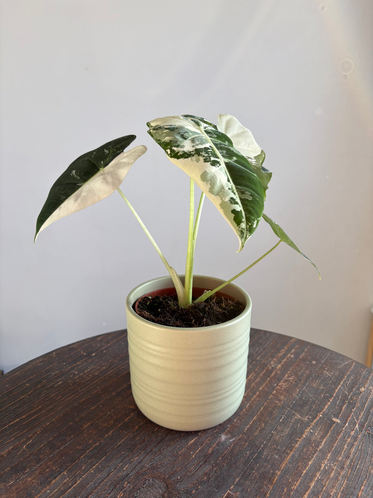 Large Alocasia ‘Frydek Variegata’ – 10.5cm Pot – 25cm+ Tall – Variegated Tropical Houseplant