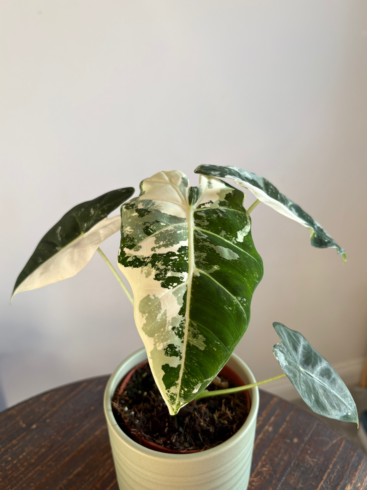 Large Alocasia ‘Frydek Variegata’ – 10.5cm Pot – 25cm+ Tall – Variegated Tropical Houseplant