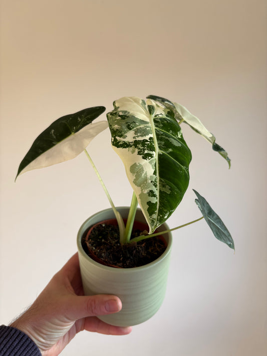 Large Alocasia ‘Frydek Variegata’ – 10.5cm Pot – 25cm+ Tall – Variegated Tropical Houseplant