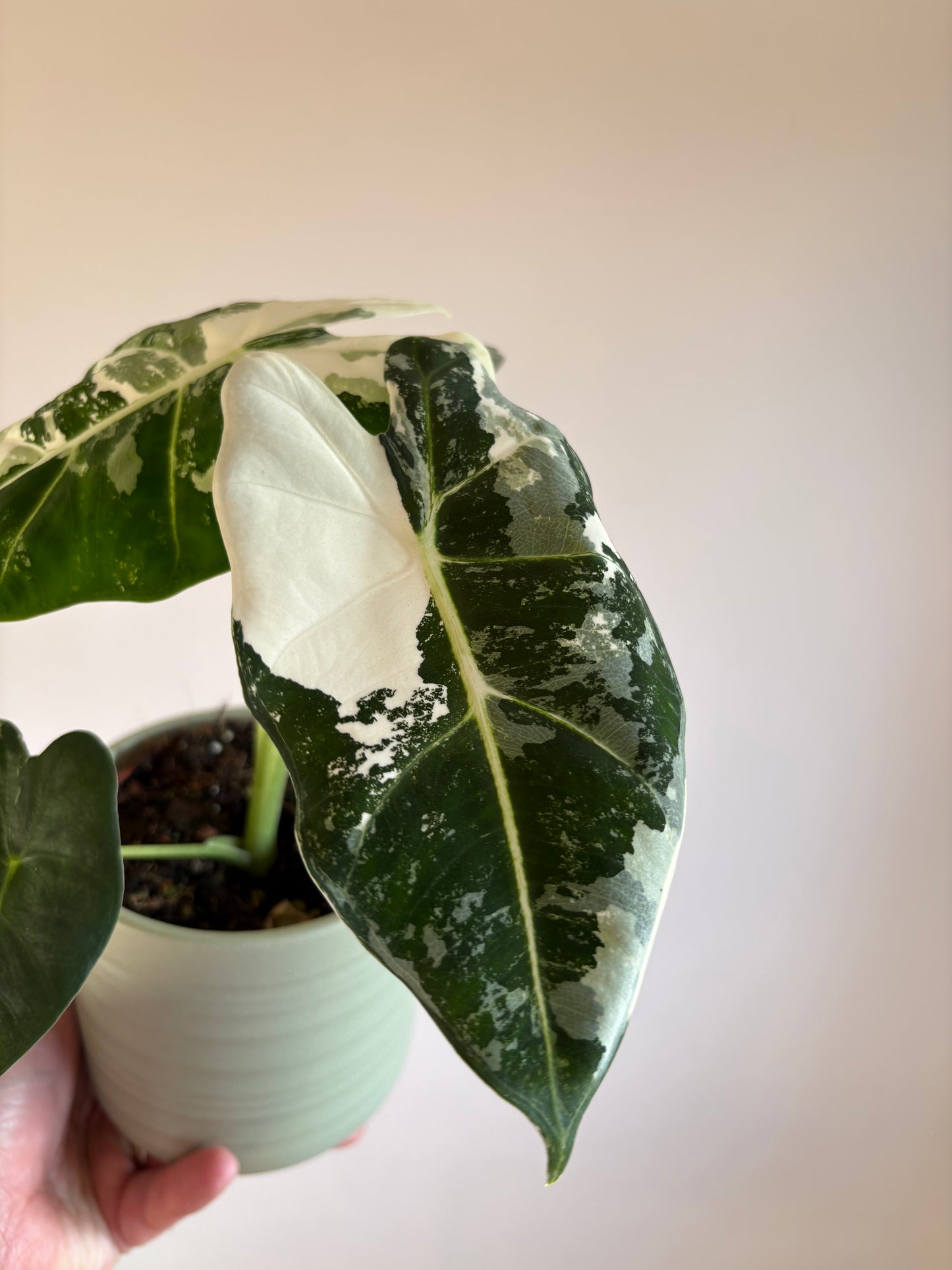 Large Alocasia ‘Frydek Variegata’ – 10.5cm Pot – 25cm+ Tall – Variegated Tropical Houseplant