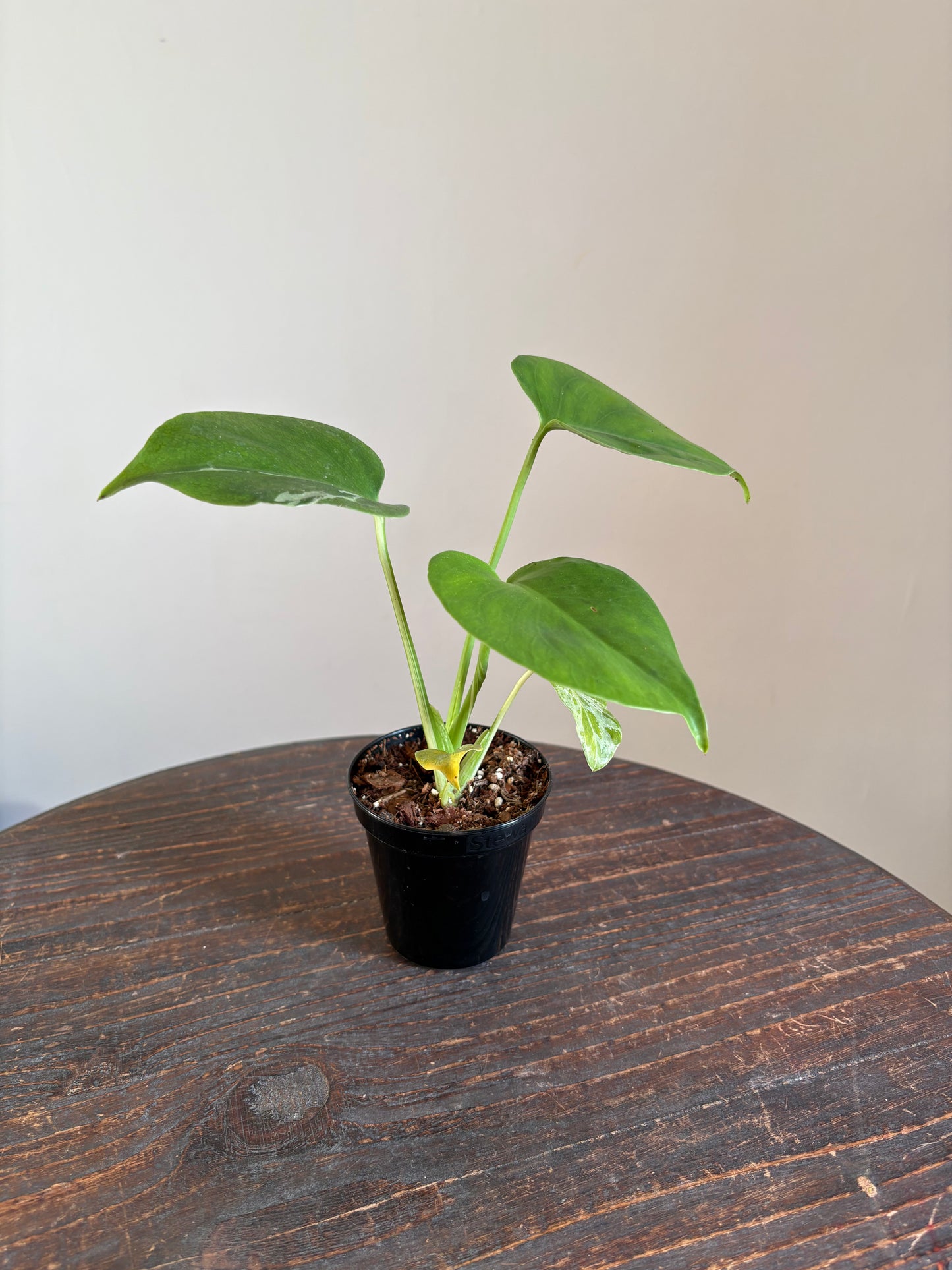 Monstera Bulbasaur