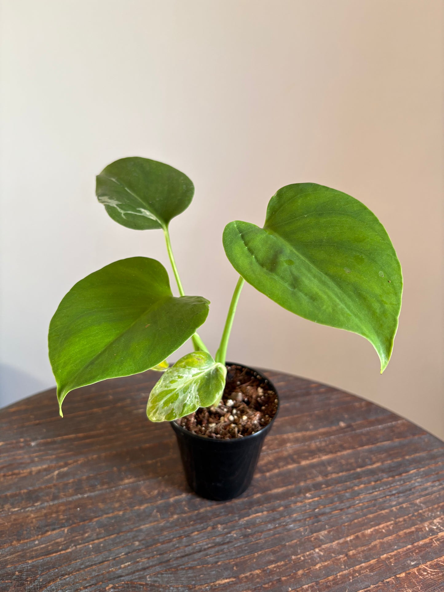 Monstera Bulbasaur
