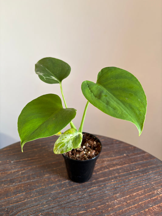 Monstera Bulbasaur
