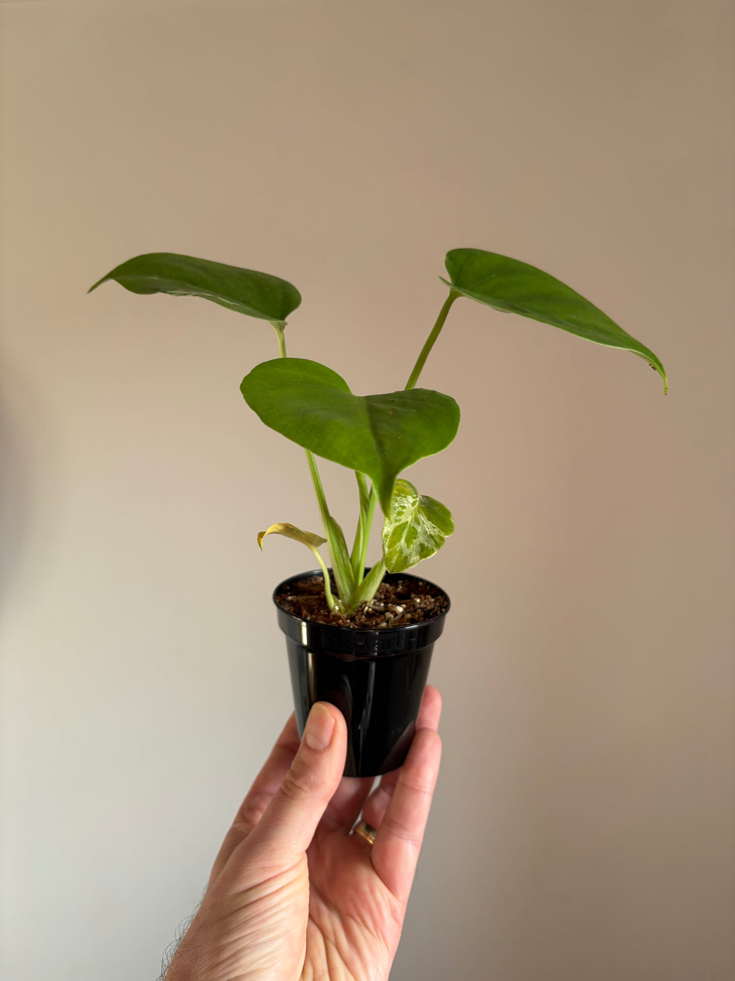 Monstera Bulbasaur