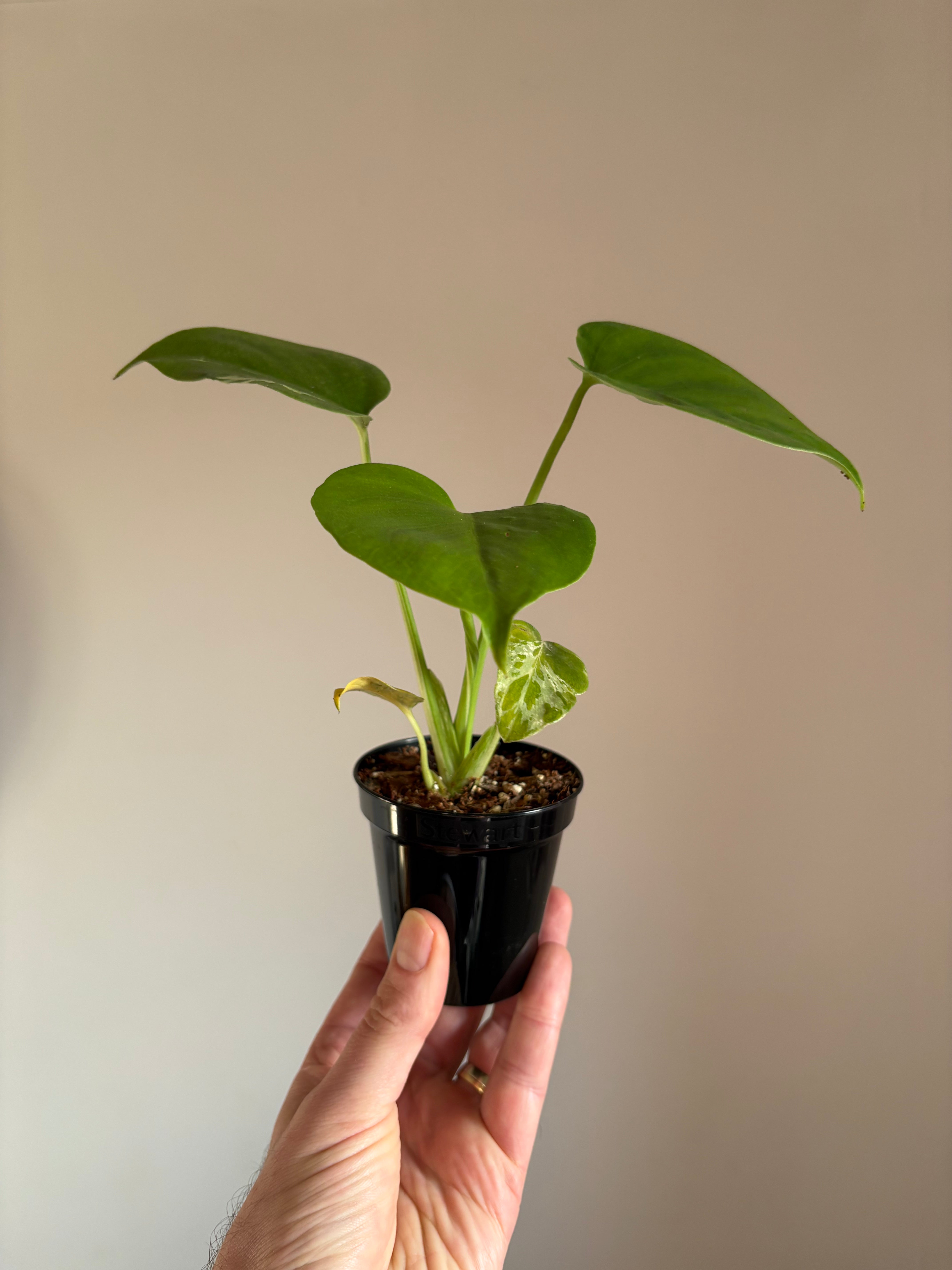 Monstera Bulbasaur