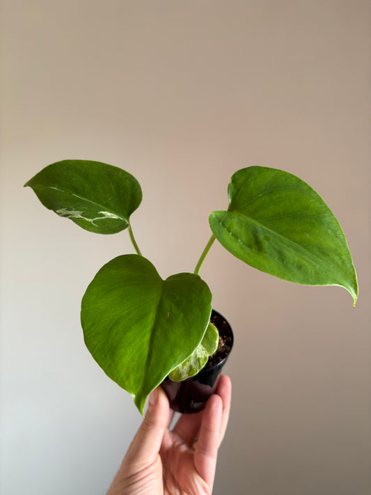 Monstera Bulbasaur