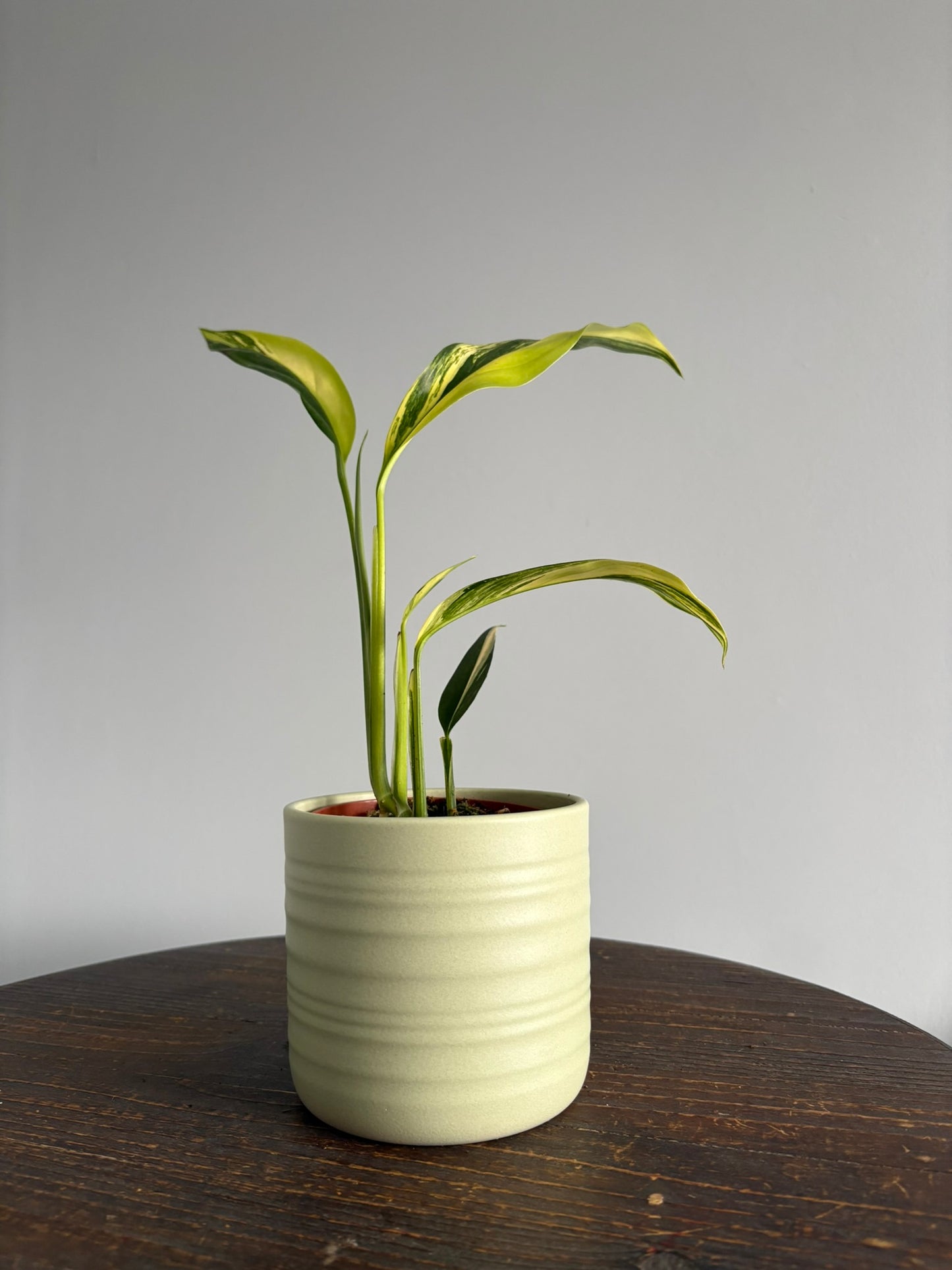 Epipremnum amplissimum ‘Aurea Variegata’ - 10.5cm Pot – 25–30cm Tall – Rare Variegated Tropical Houseplant