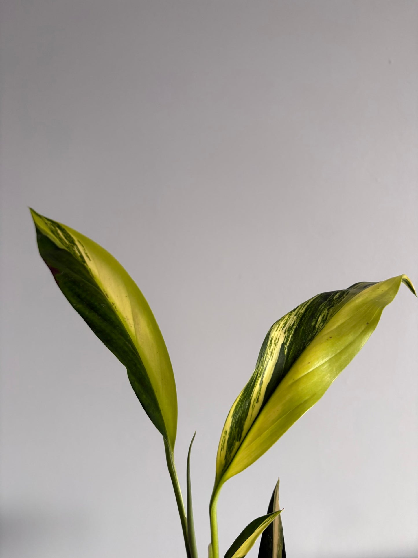 Epipremnum amplissimum ‘Aurea Variegata’ - 10.5cm Pot – 25–30cm Tall – Rare Variegated Tropical Houseplant