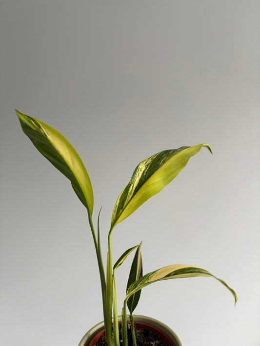 Epipremnum amplissimum ‘Aurea Variegata’ - 10.5cm Pot – 25–30cm Tall – Rare Variegated Tropical Houseplant