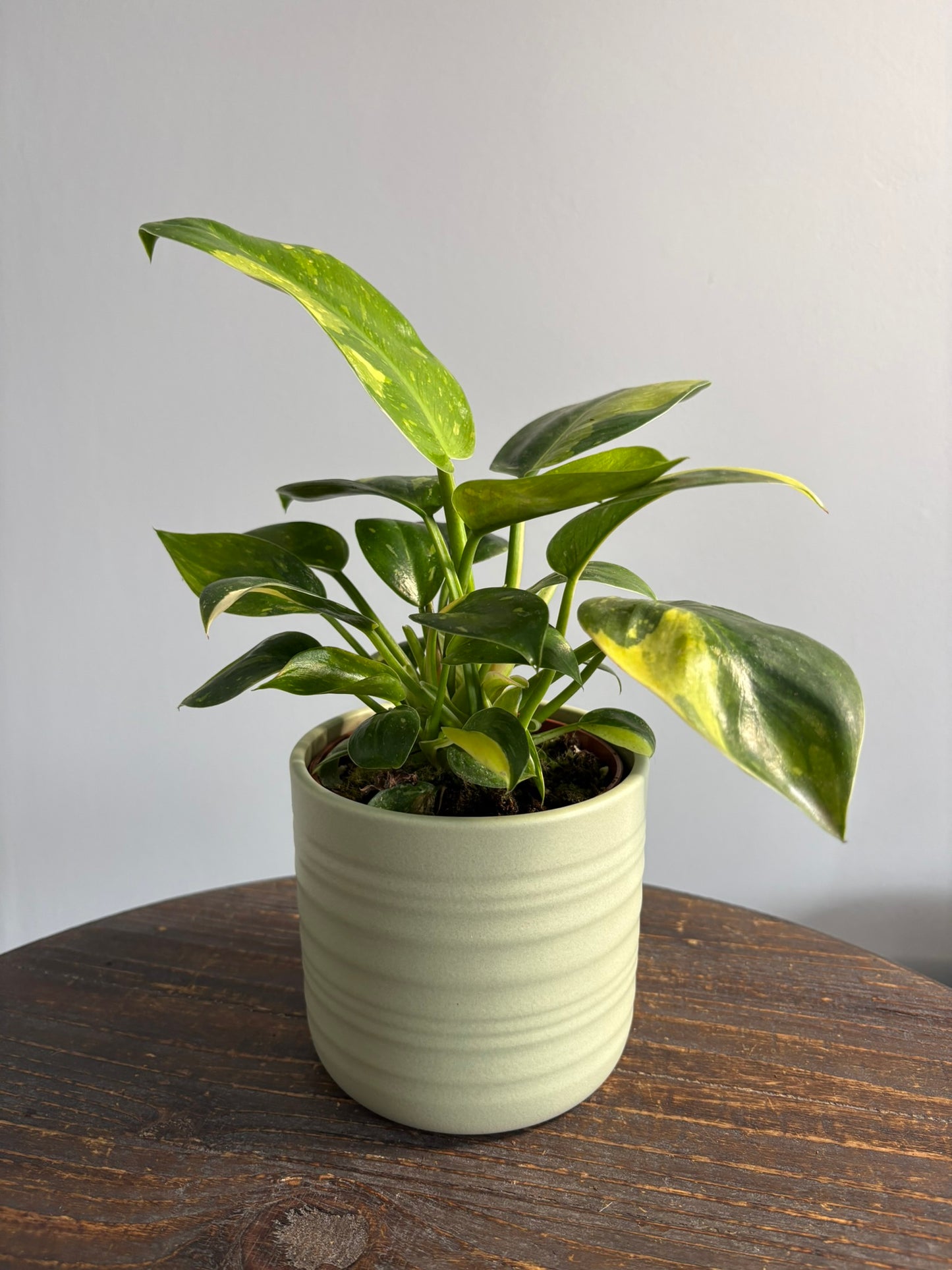 ‘Green Congo’ Philodendron – 10.5cm Pot – 20–25cm Tall – Tropical Indoor Houseplant