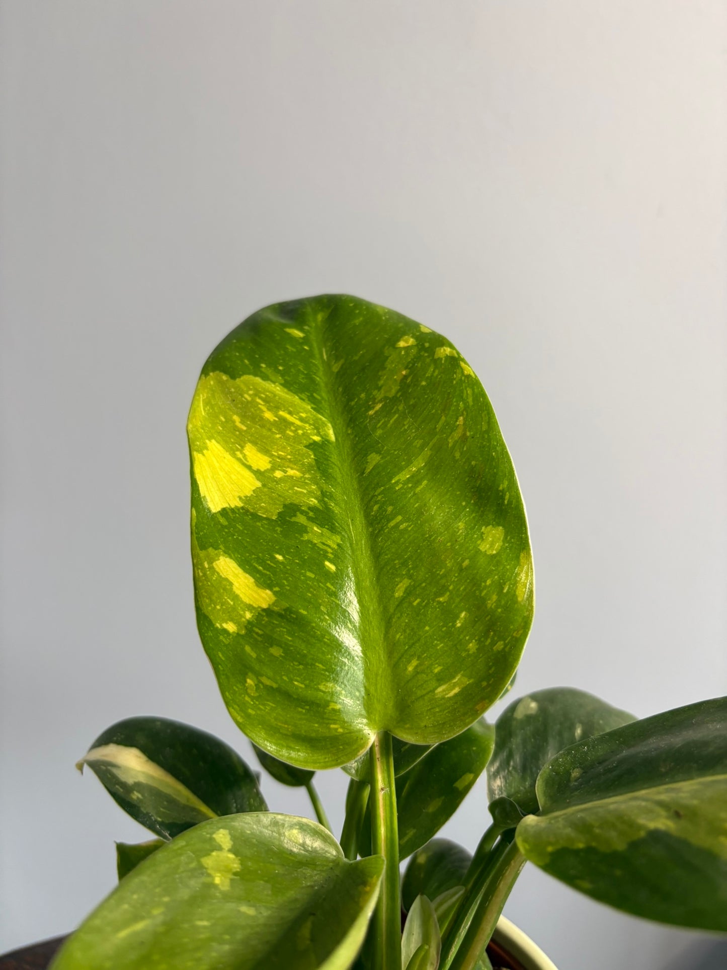 ‘Green Congo’ Philodendron – 10.5cm Pot – 20–25cm Tall – Tropical Indoor Houseplant