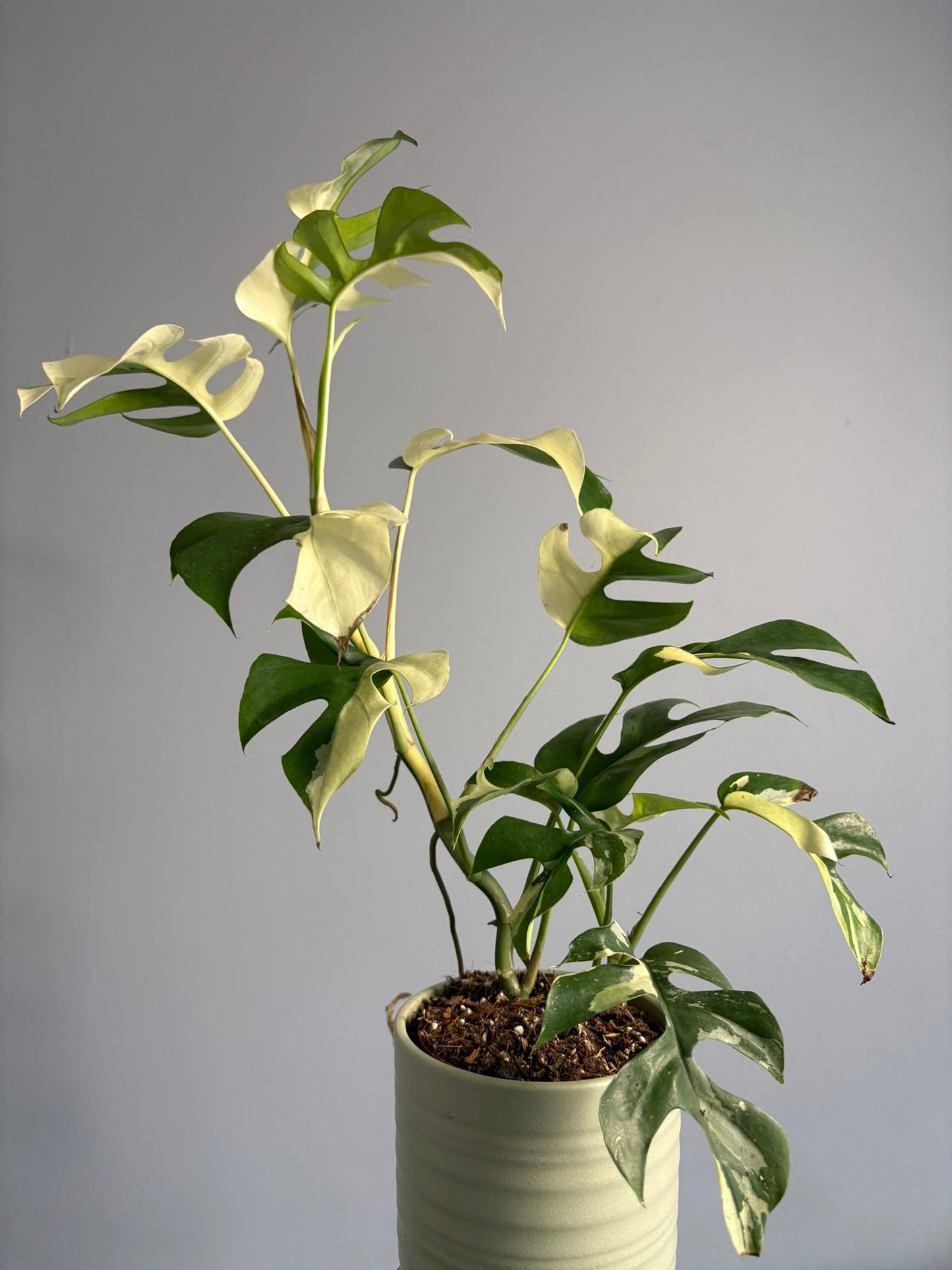 Rhaphidophora tetrasperma ‘Variegata’ – 10.5cm Pot – 40–55cm Tall – Variegated Mini Monstera Houseplant