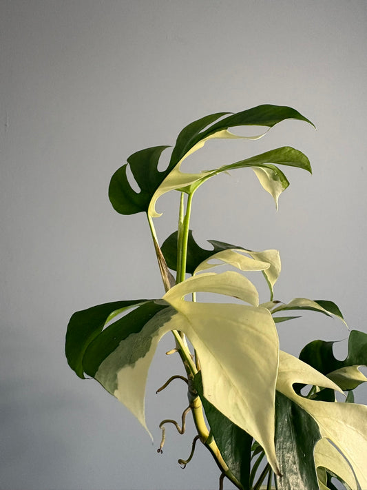 Rhaphidophora tetrasperma ‘Variegata’ – 10.5cm Pot – 40–55cm Tall – Variegated Mini Monstera Houseplant