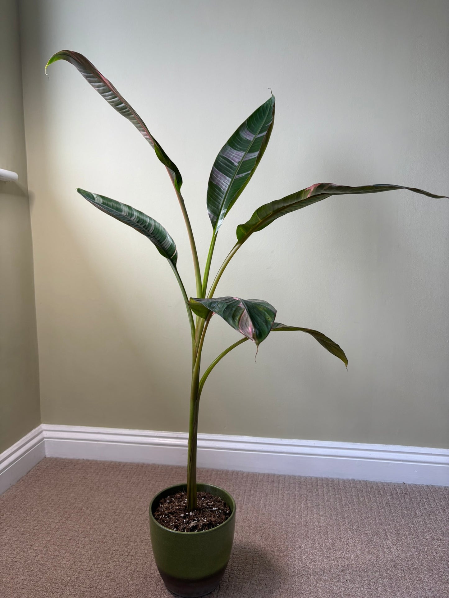 XL - Musa ‘Nono’ – 17cm Pot – 100-120cm Tall - Pink Variegated Banana Plant – Rare Tropical Houseplant