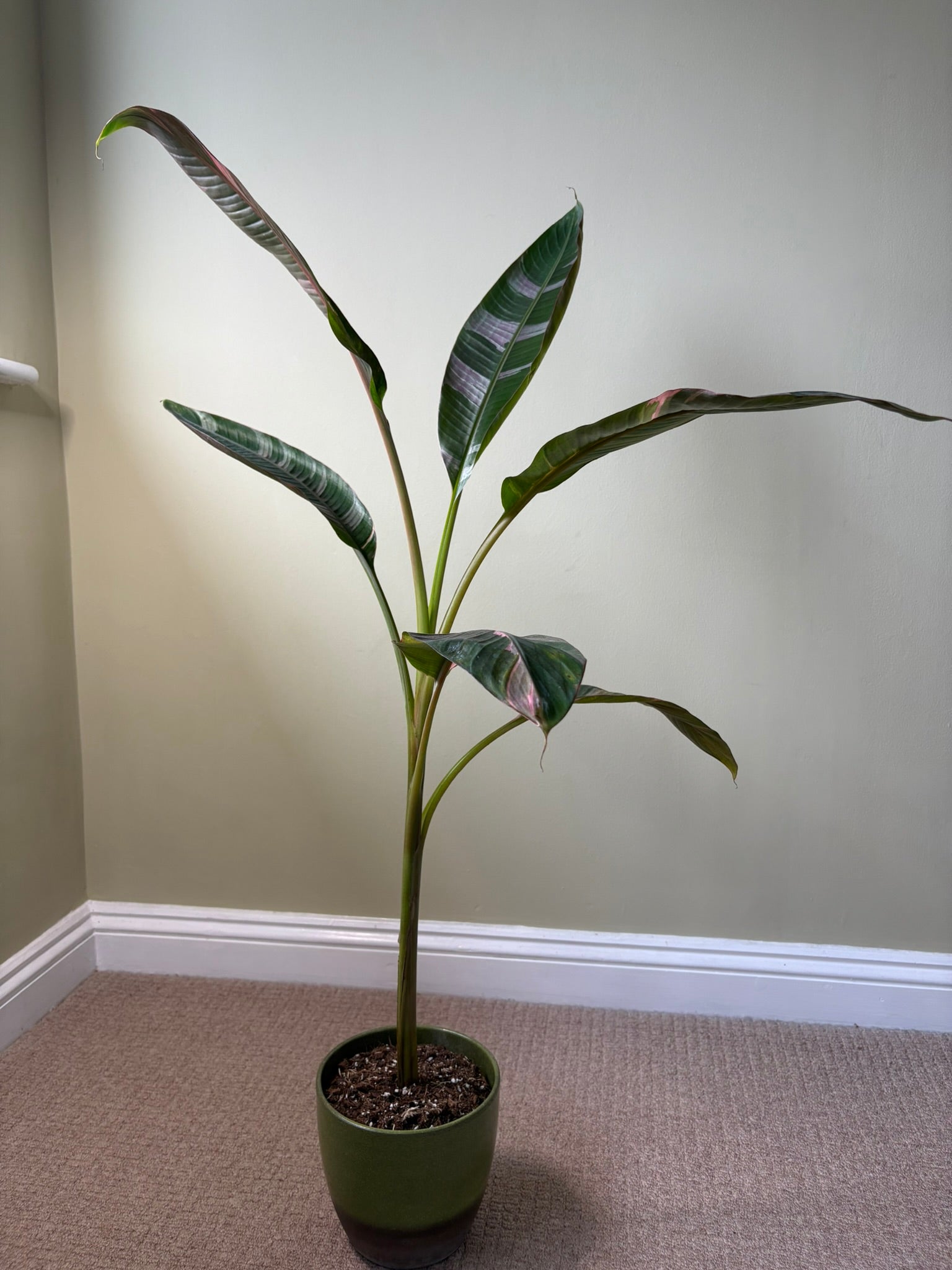 XL - Musa ‘Nono’ – 17cm Pot – 100-120cm Tall - Pink Variegated Banana Plant – Rare Tropical Houseplant